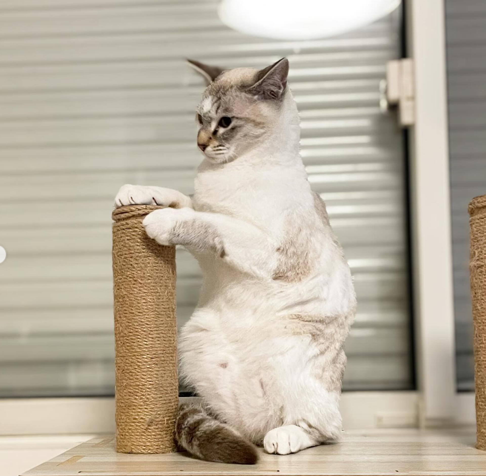 pet-image-6