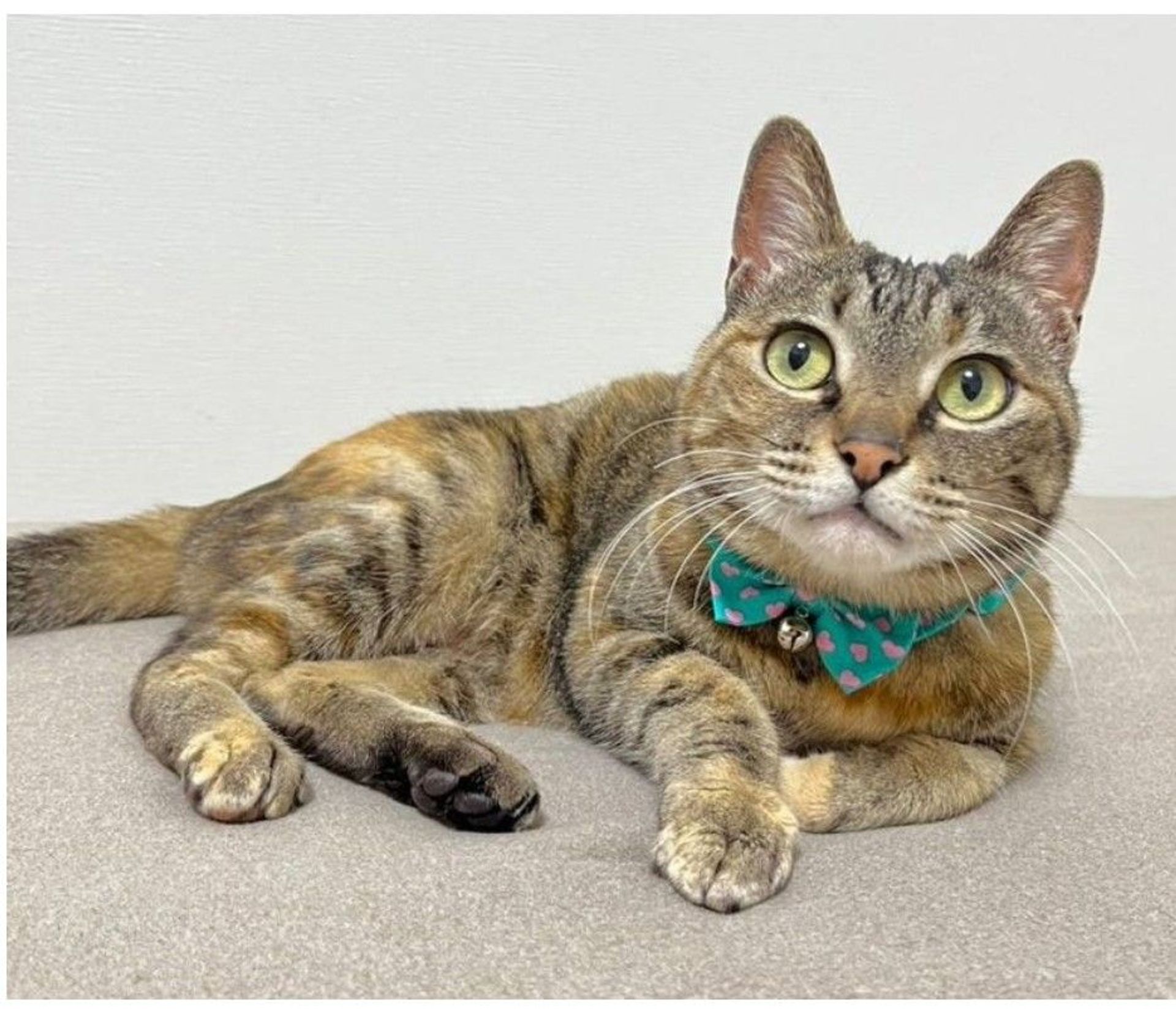 雑種（ミックス猫）・メスの里親募集の写真