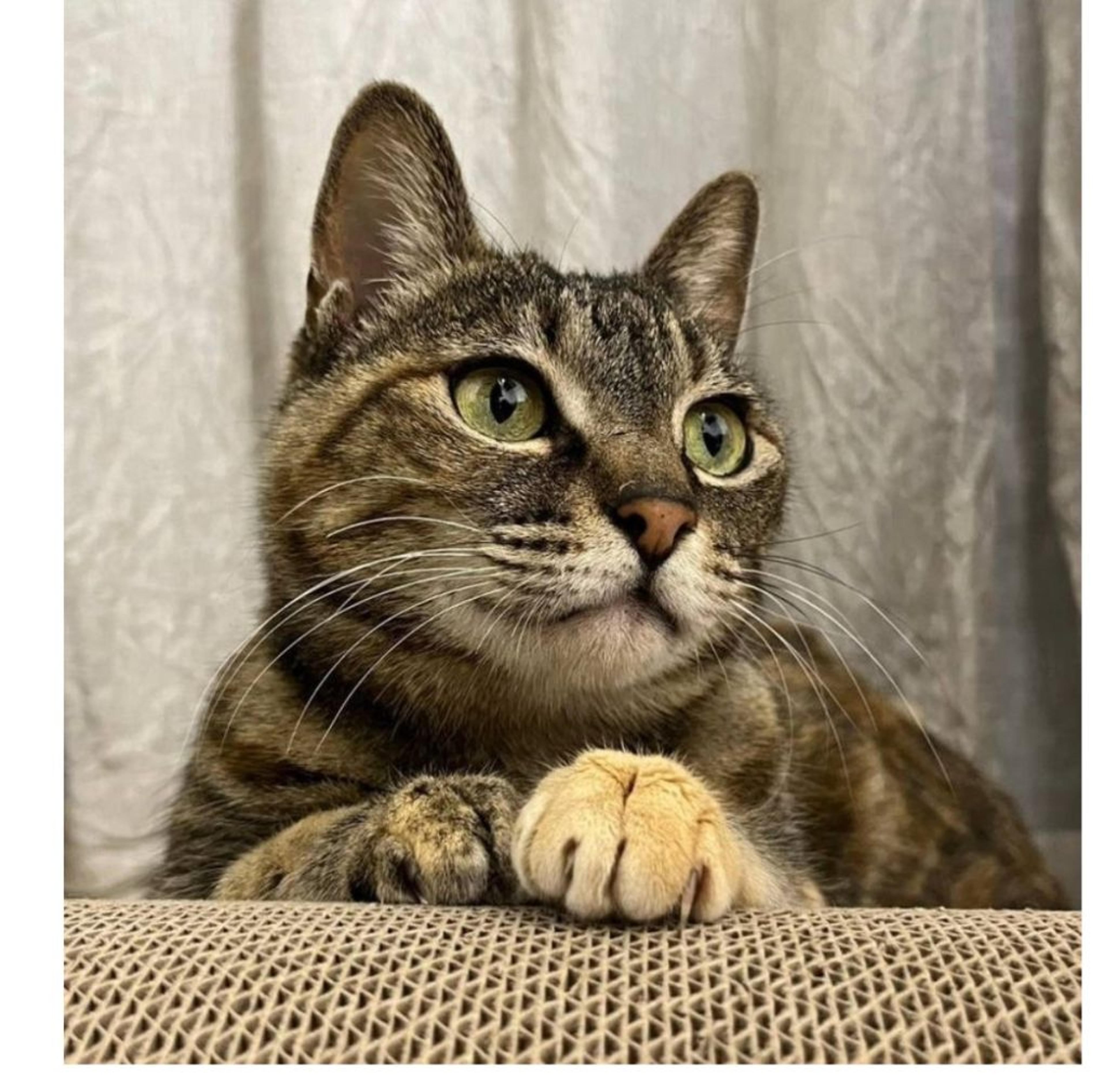 pet-image-3