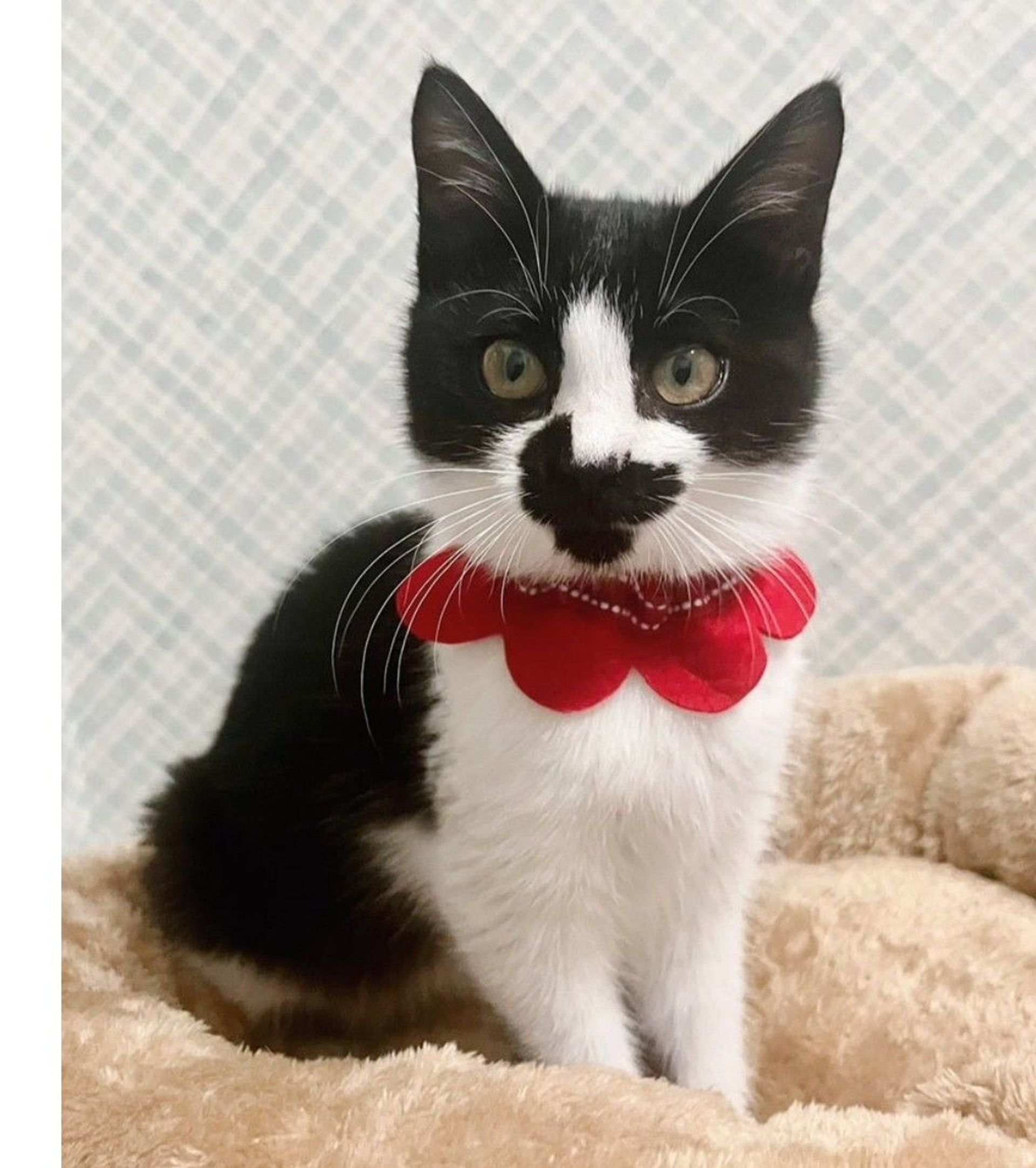 雑種（ミックス猫）・メスの里親募集の写真