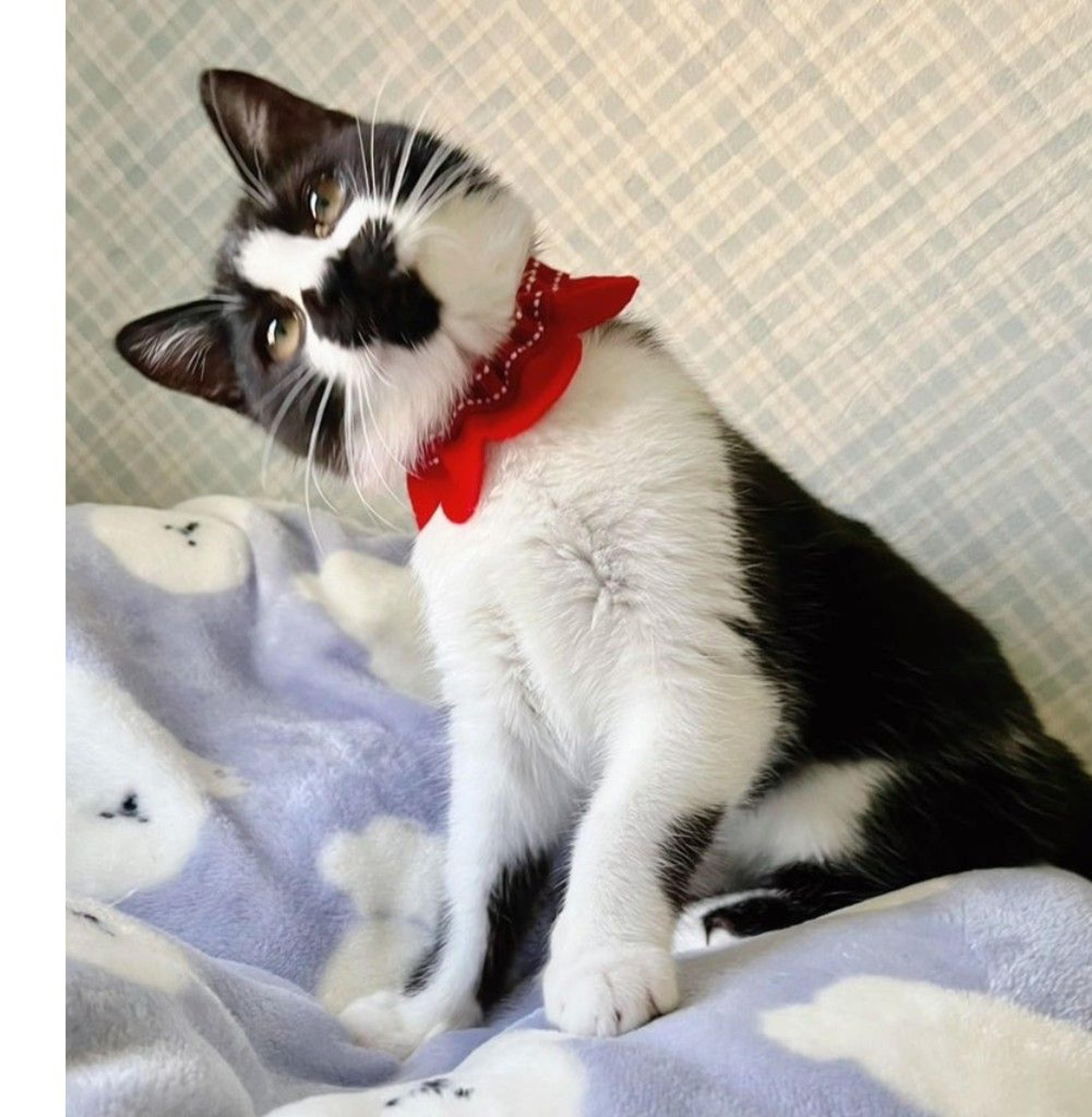 pet-image-2