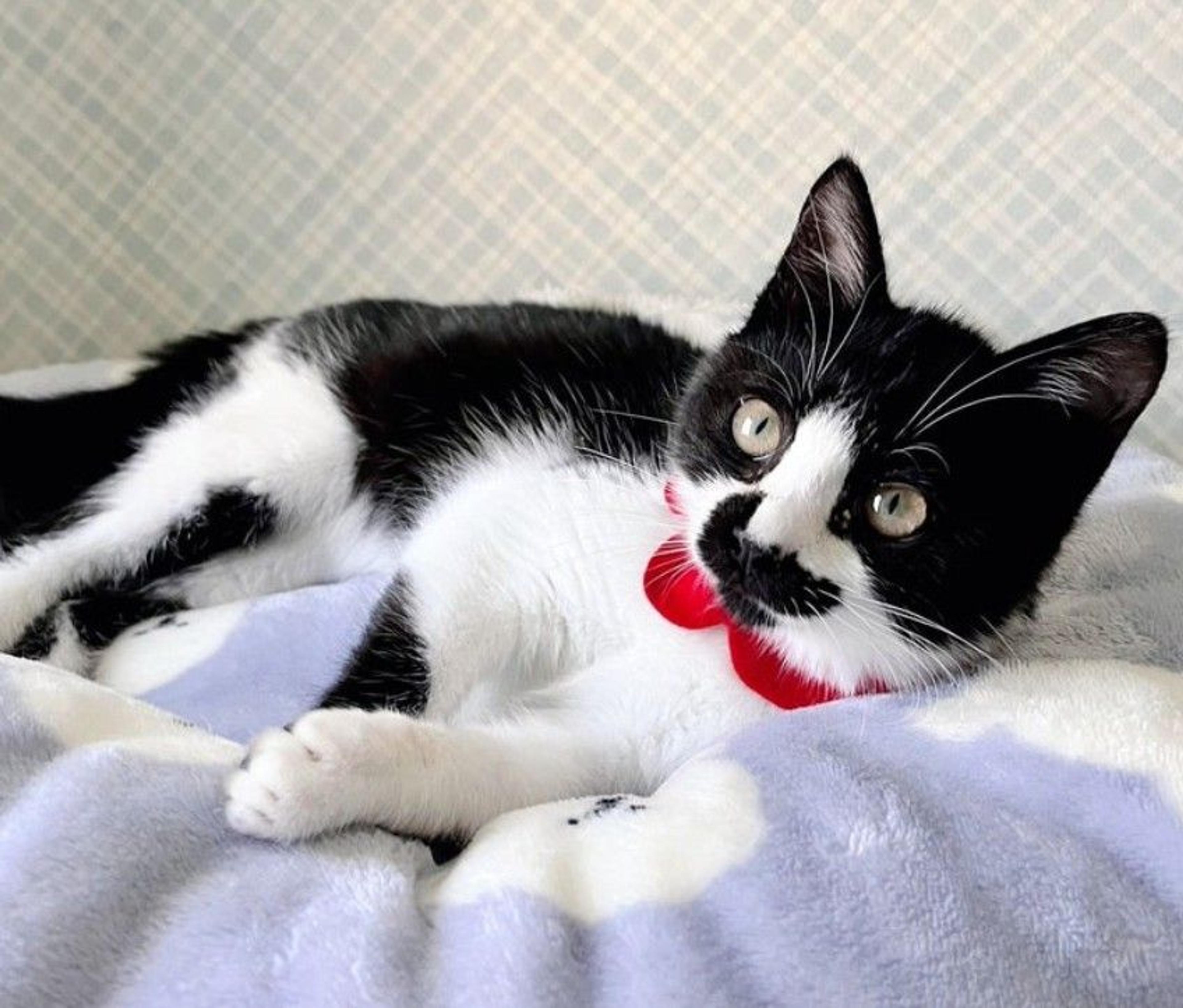 pet-image-3