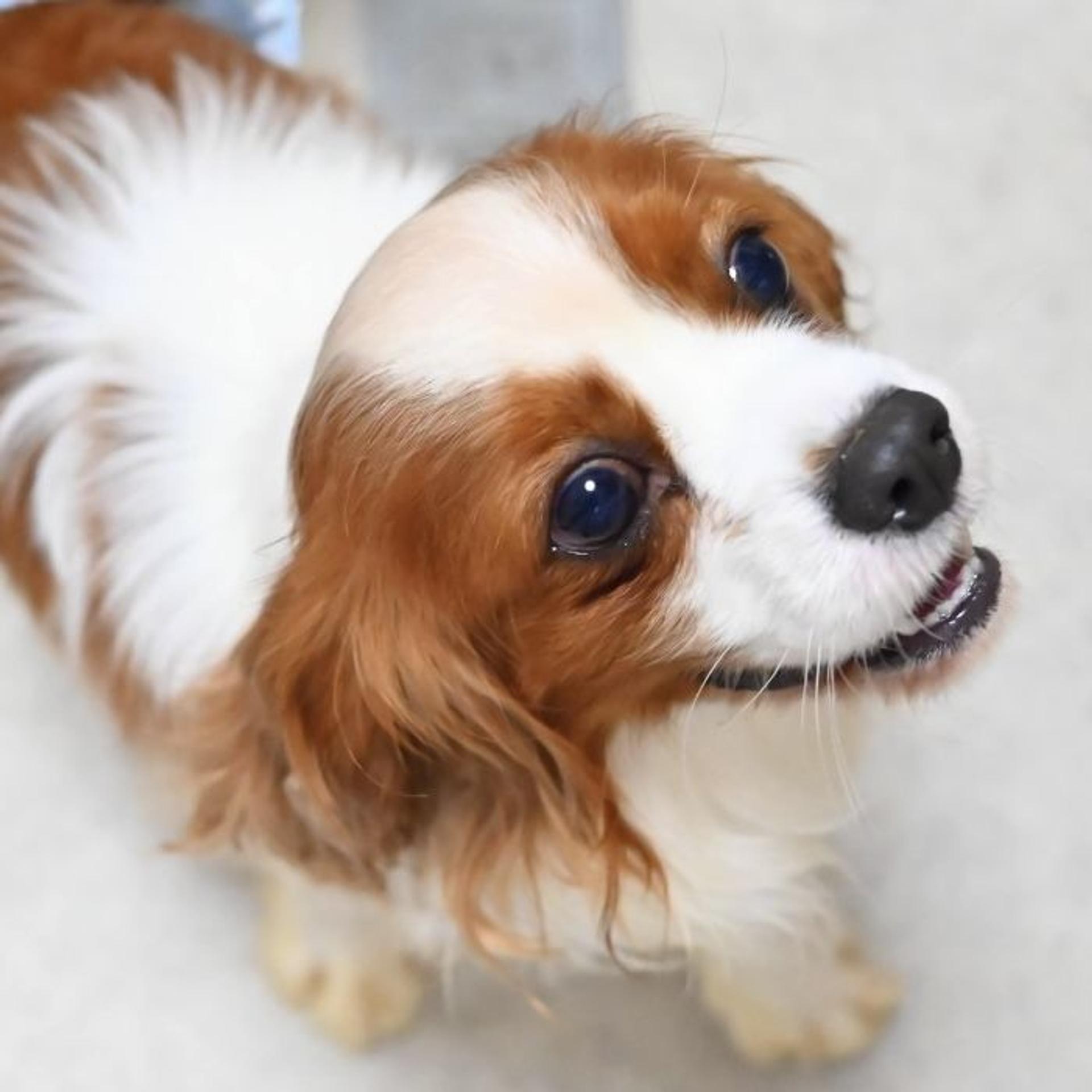 pet-image-4