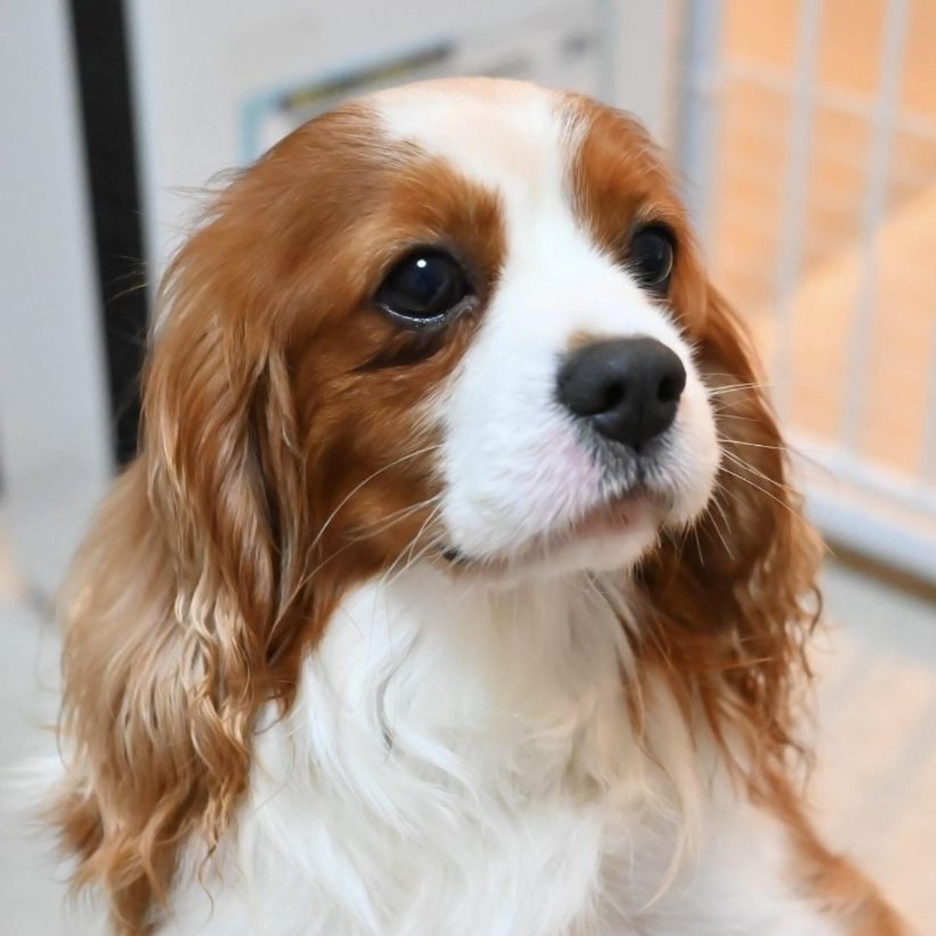 pet-image-6