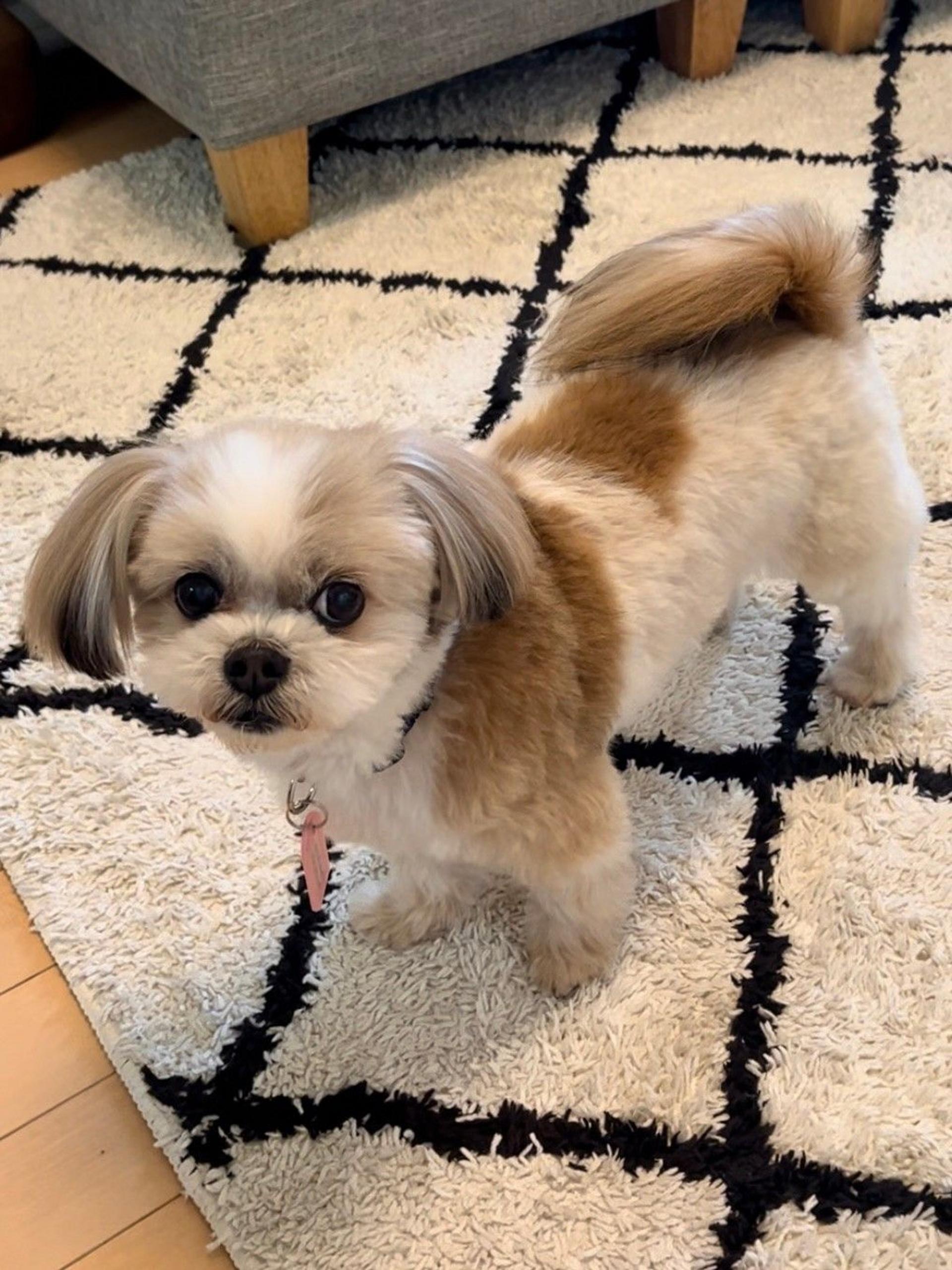 pet-image-3