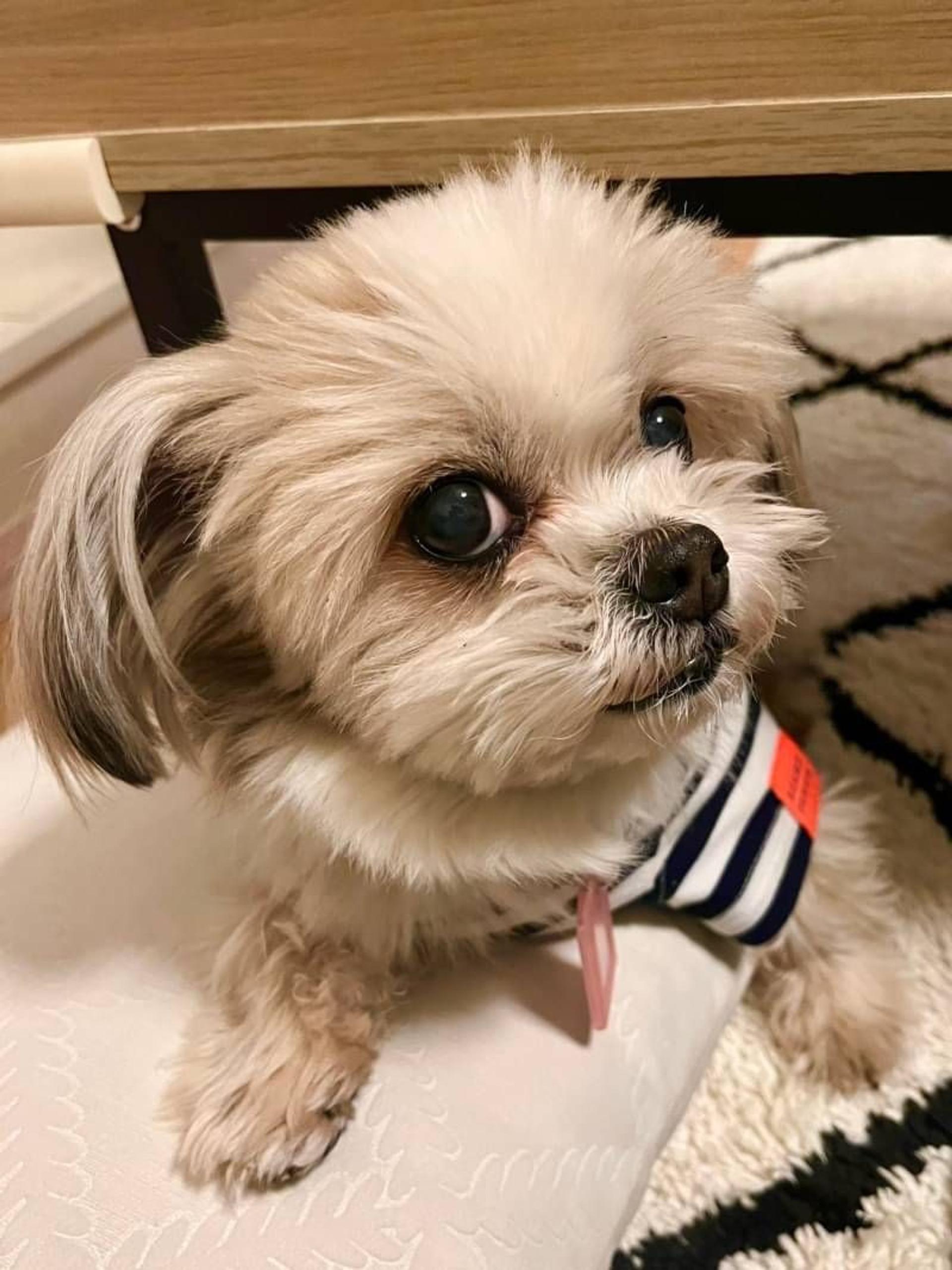 pet-image-4