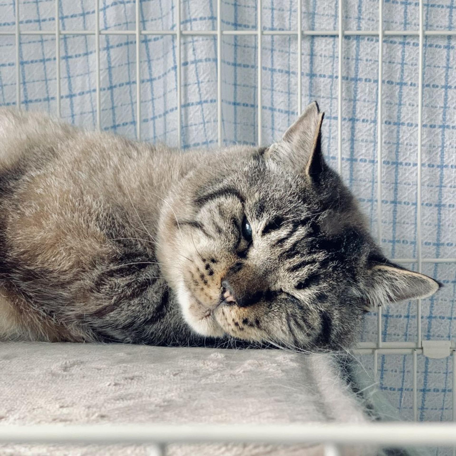 pet-image-4