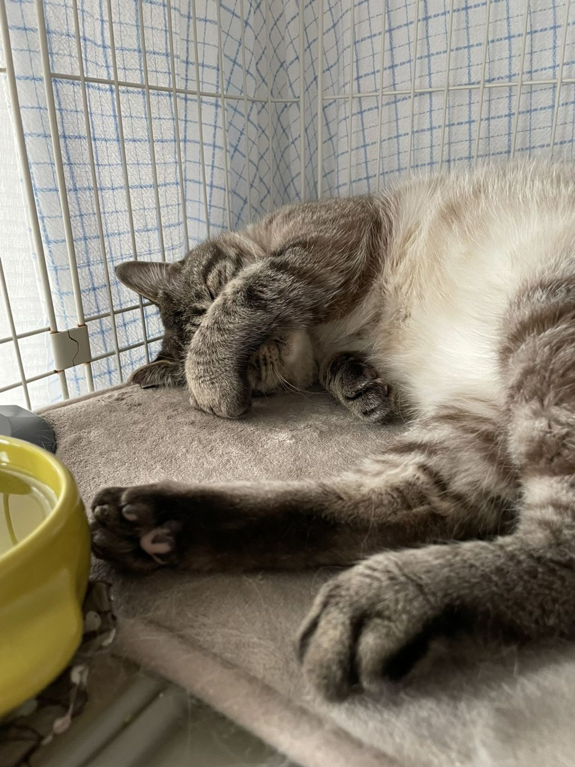 雑種（ミックス猫）・オスの里親募集の写真