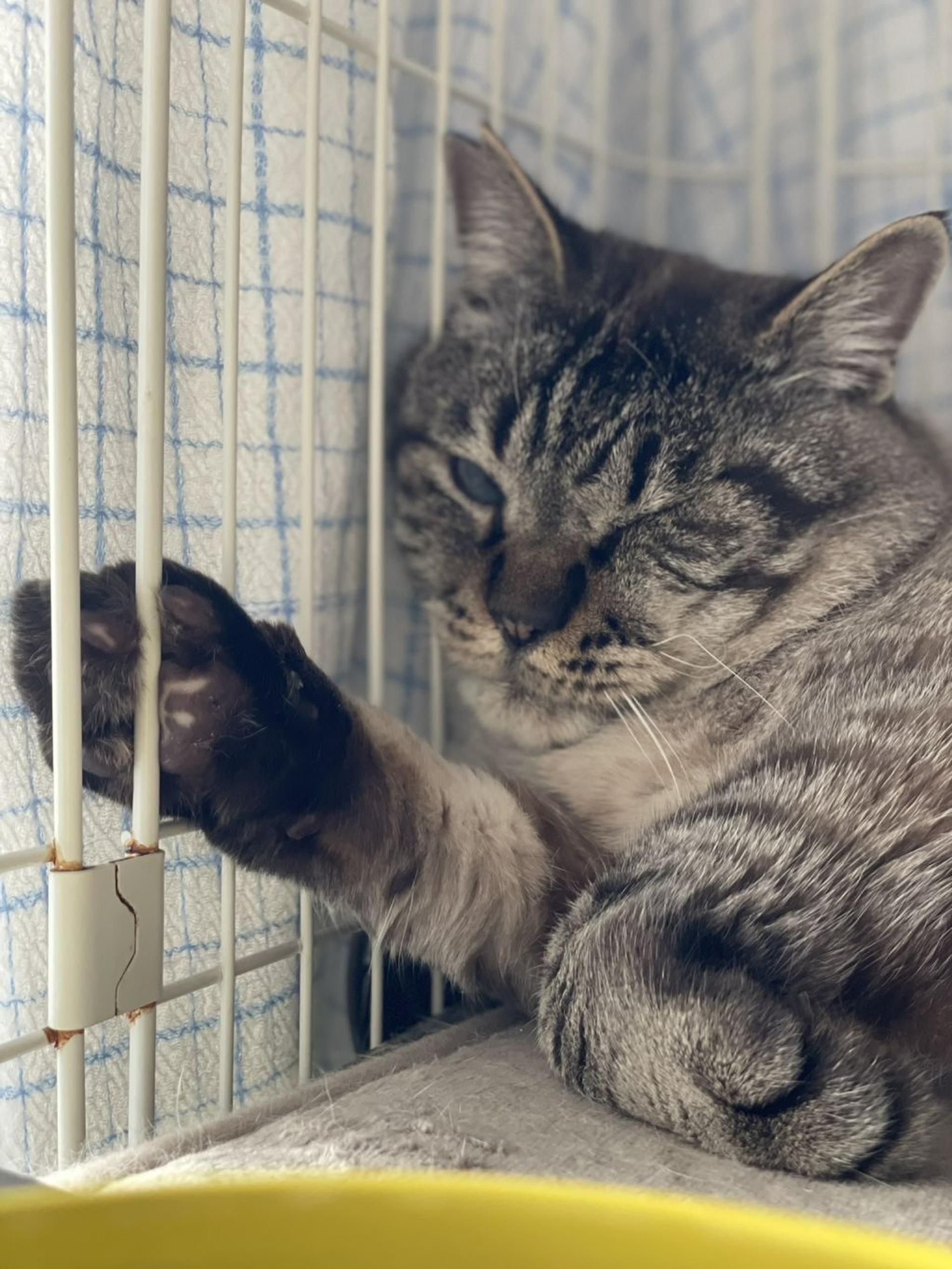 pet-image-5