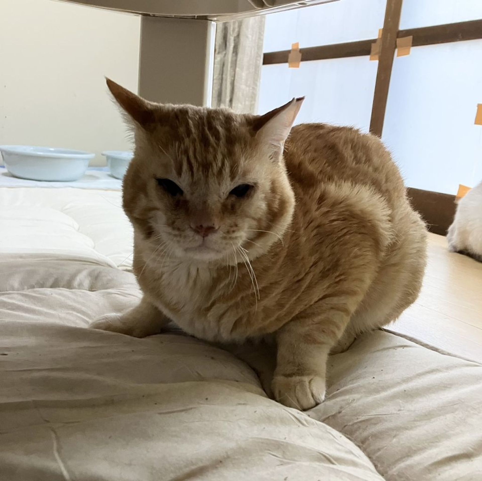 雑種（ミックス猫）・オスの里親募集の写真