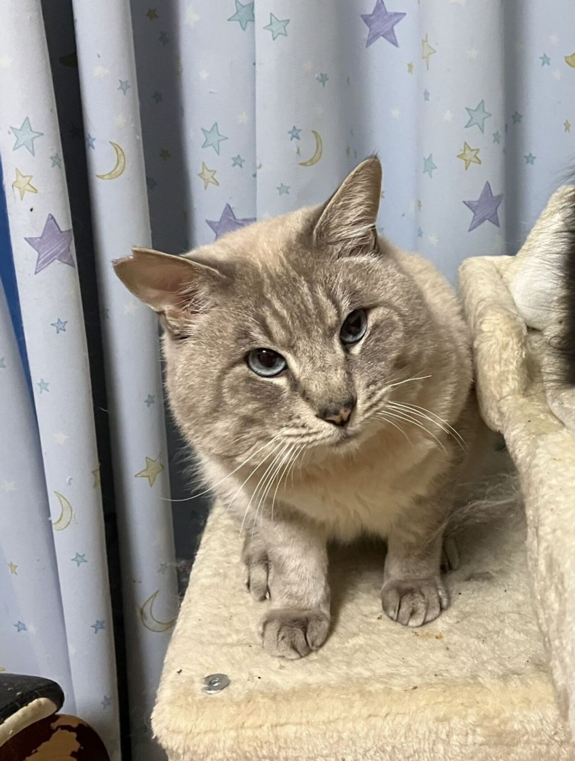雑種（ミックス猫）・オスの里親募集の写真
