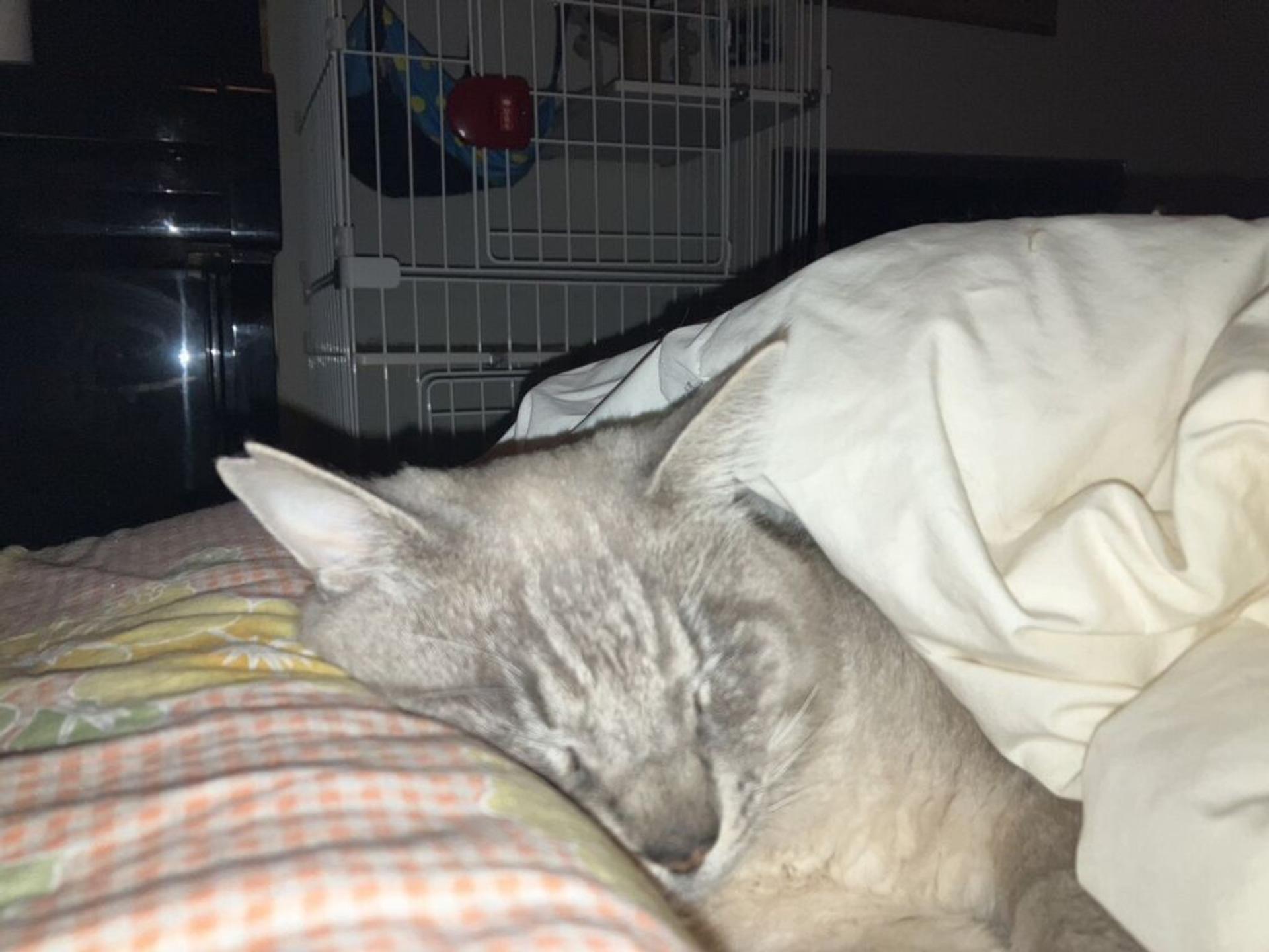 pet-image-4