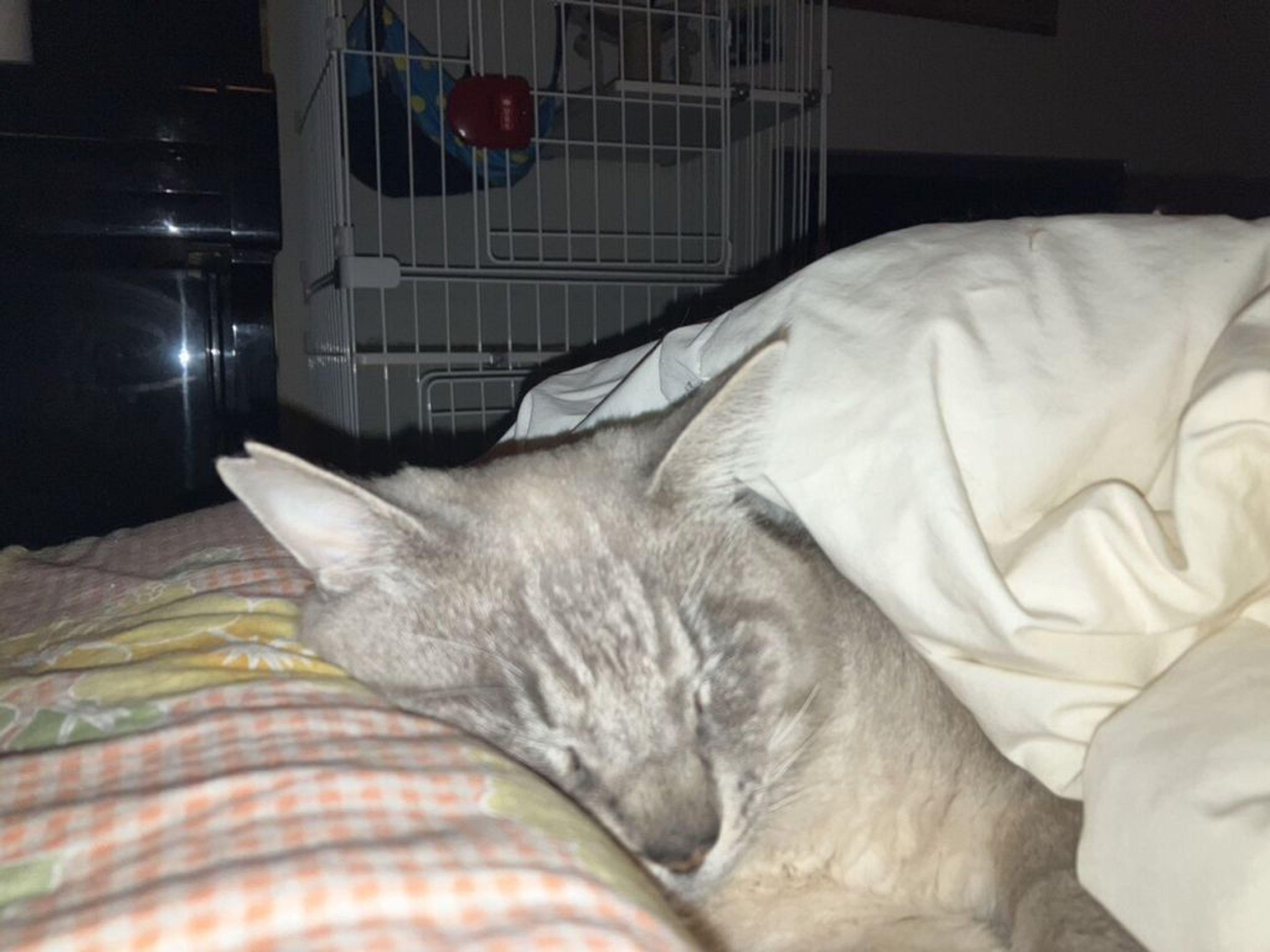pet-image-4