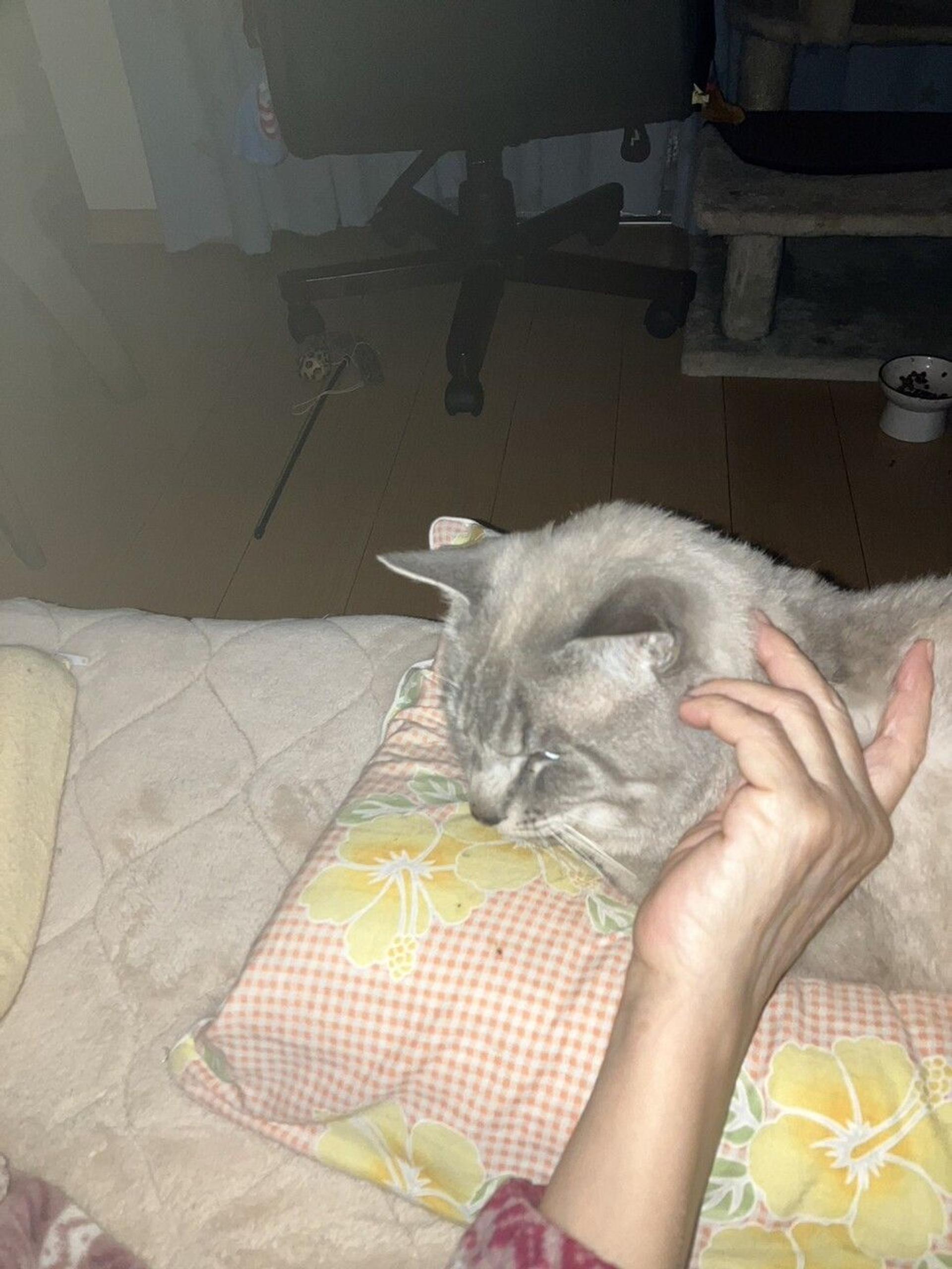 pet-image-5