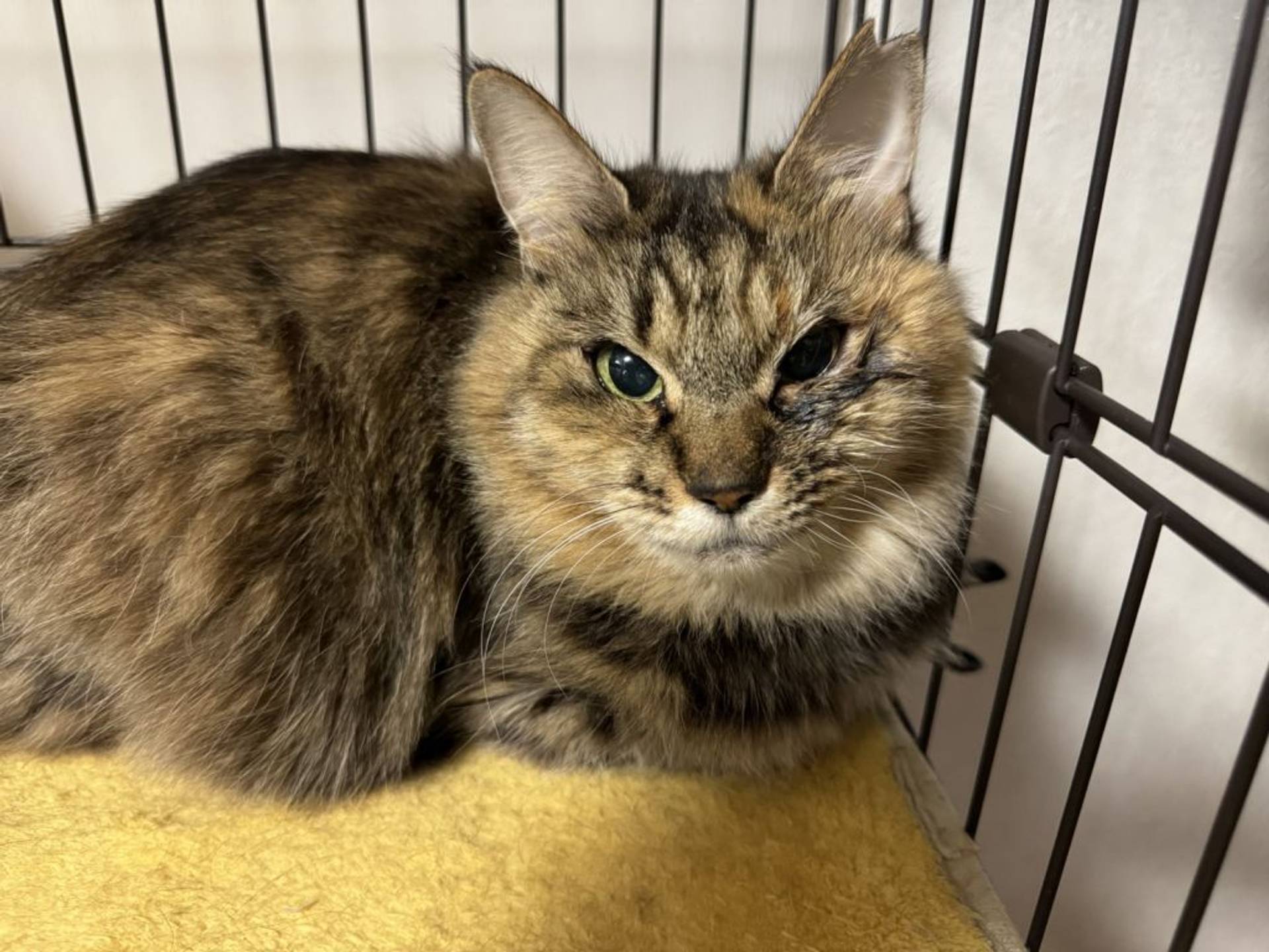 雑種（ミックス猫）・メスの里親募集の写真