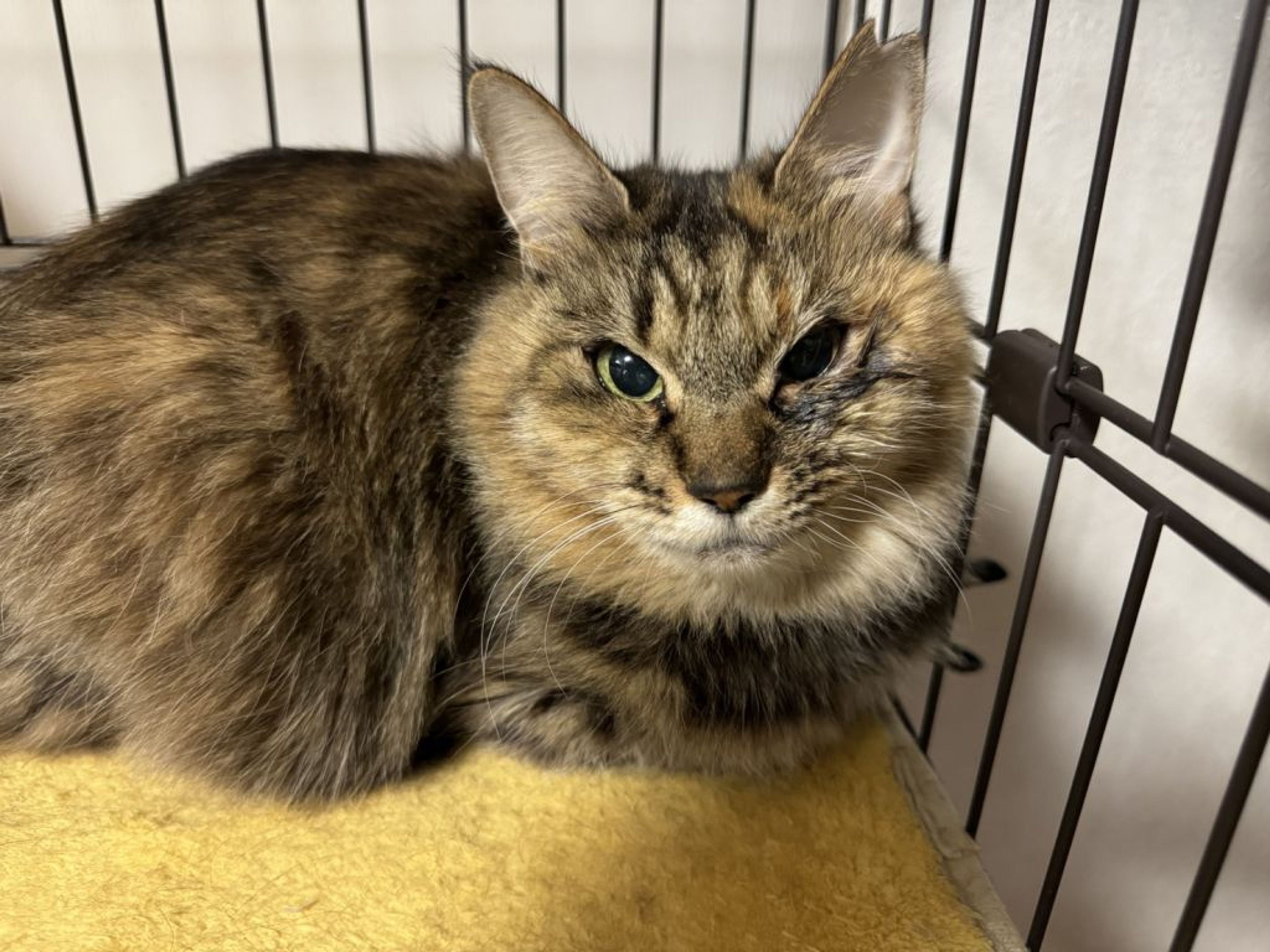 雑種（ミックス猫）・メスの里親募集の写真