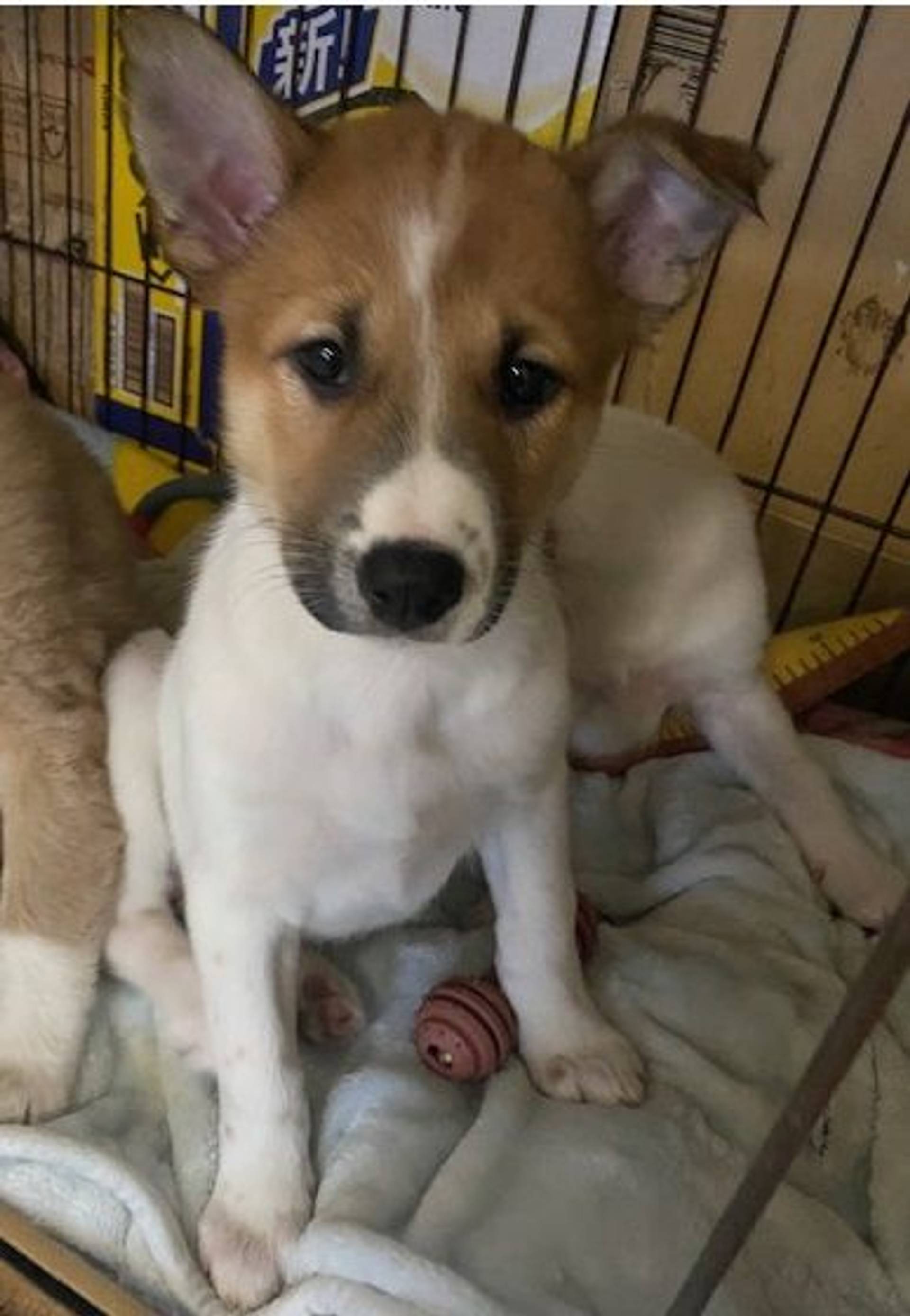 雑種（ミックス犬）・メスの里親募集の写真