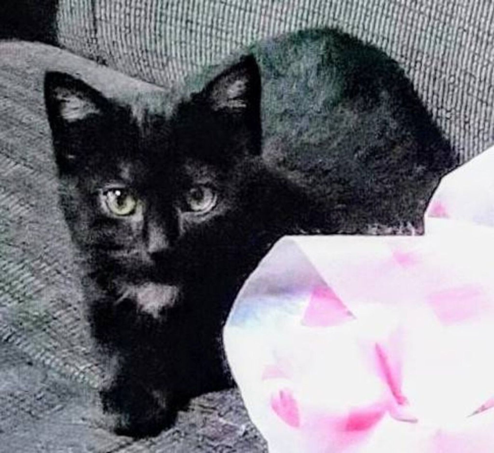 雑種（ミックス猫）・メスの里親募集の写真