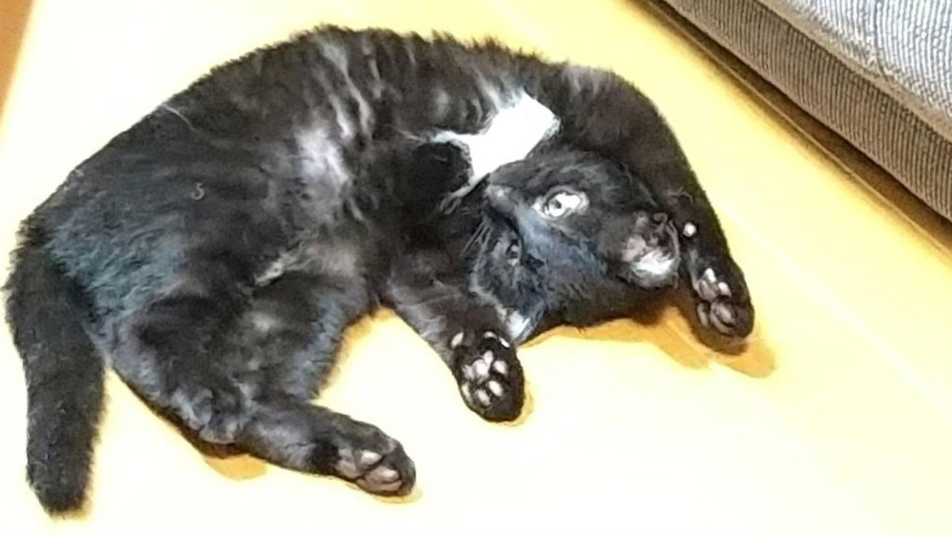 pet-image-2