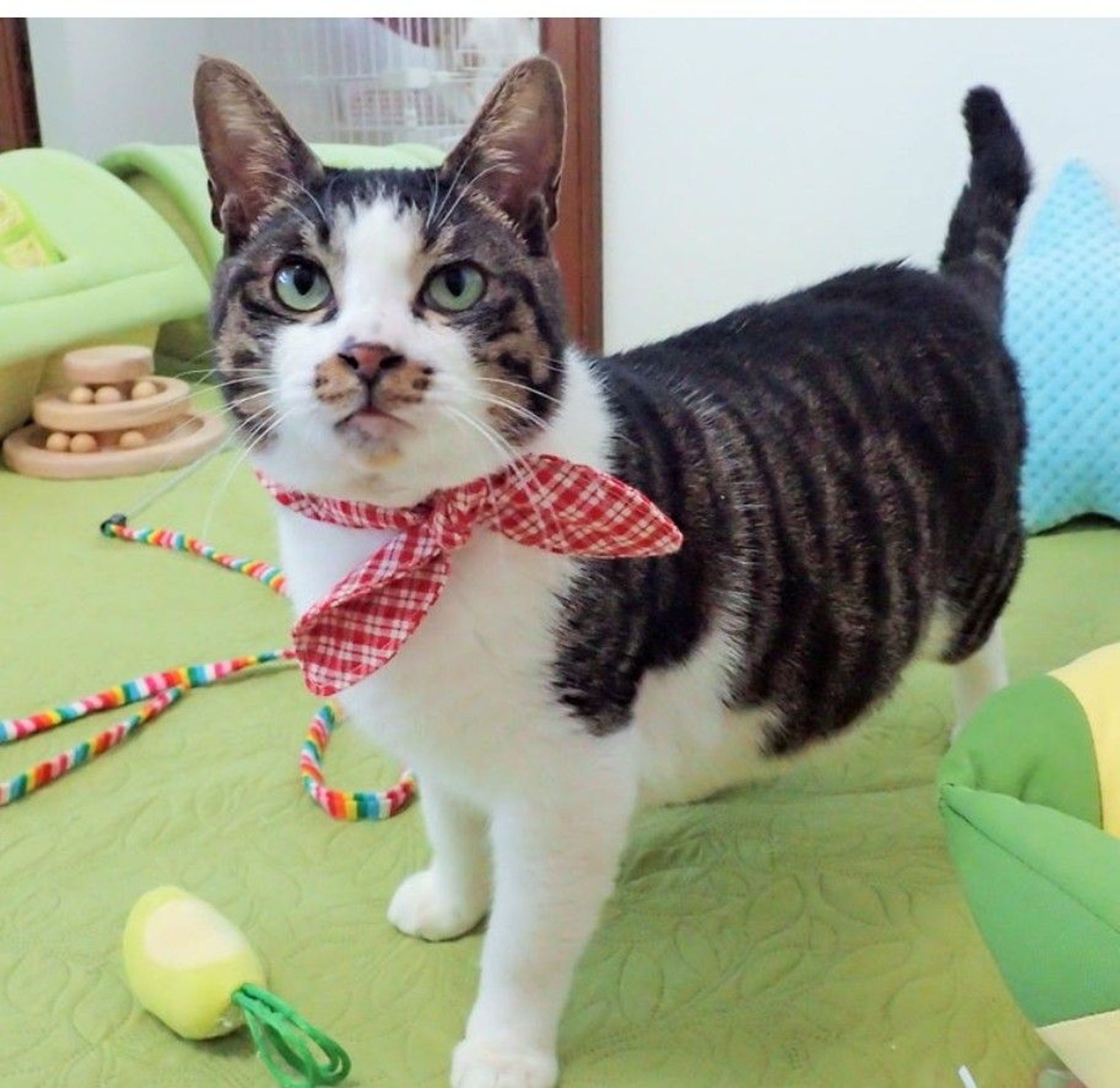 雑種（ミックス猫）・オスの里親募集の写真