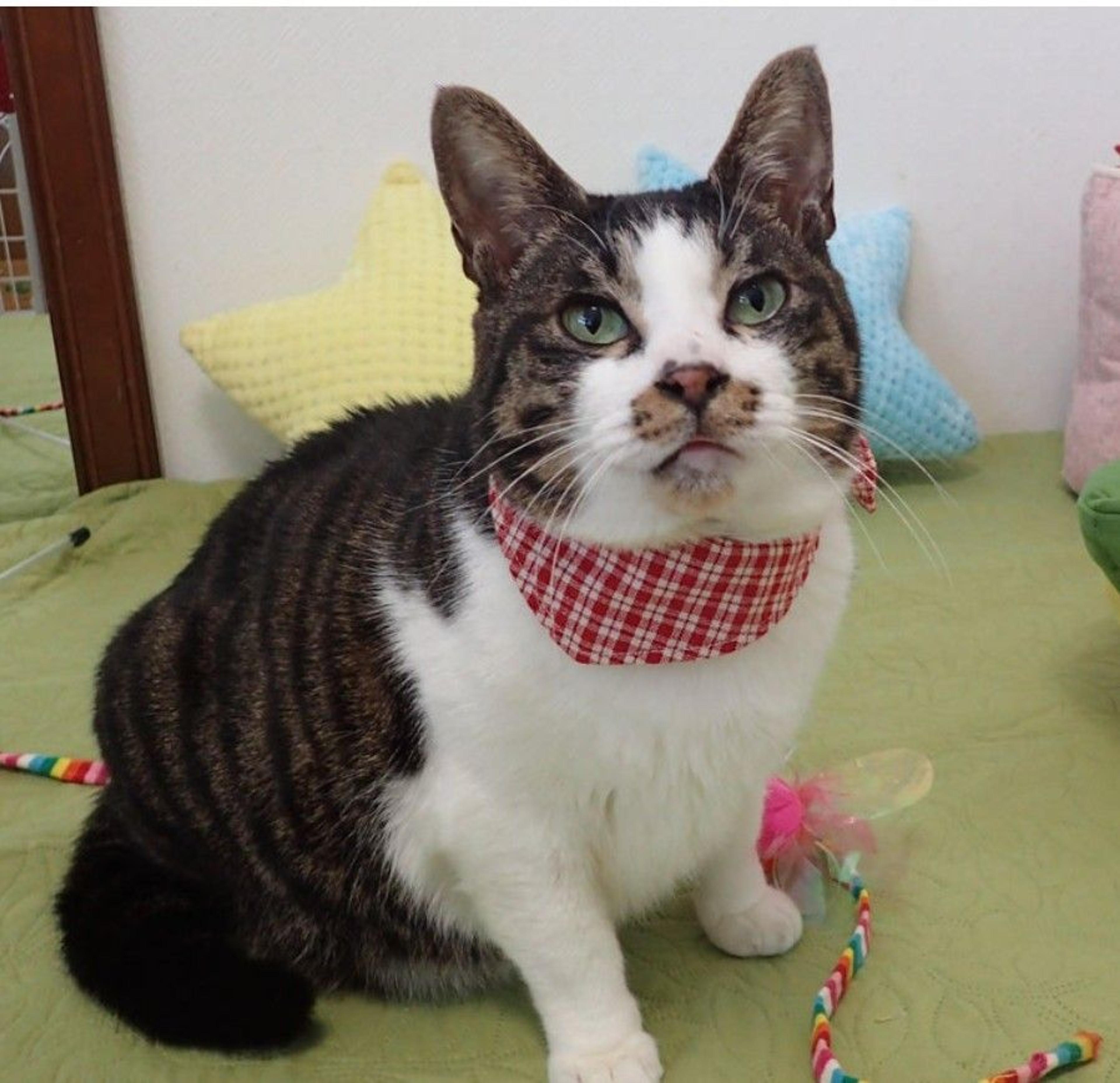 pet-image-2