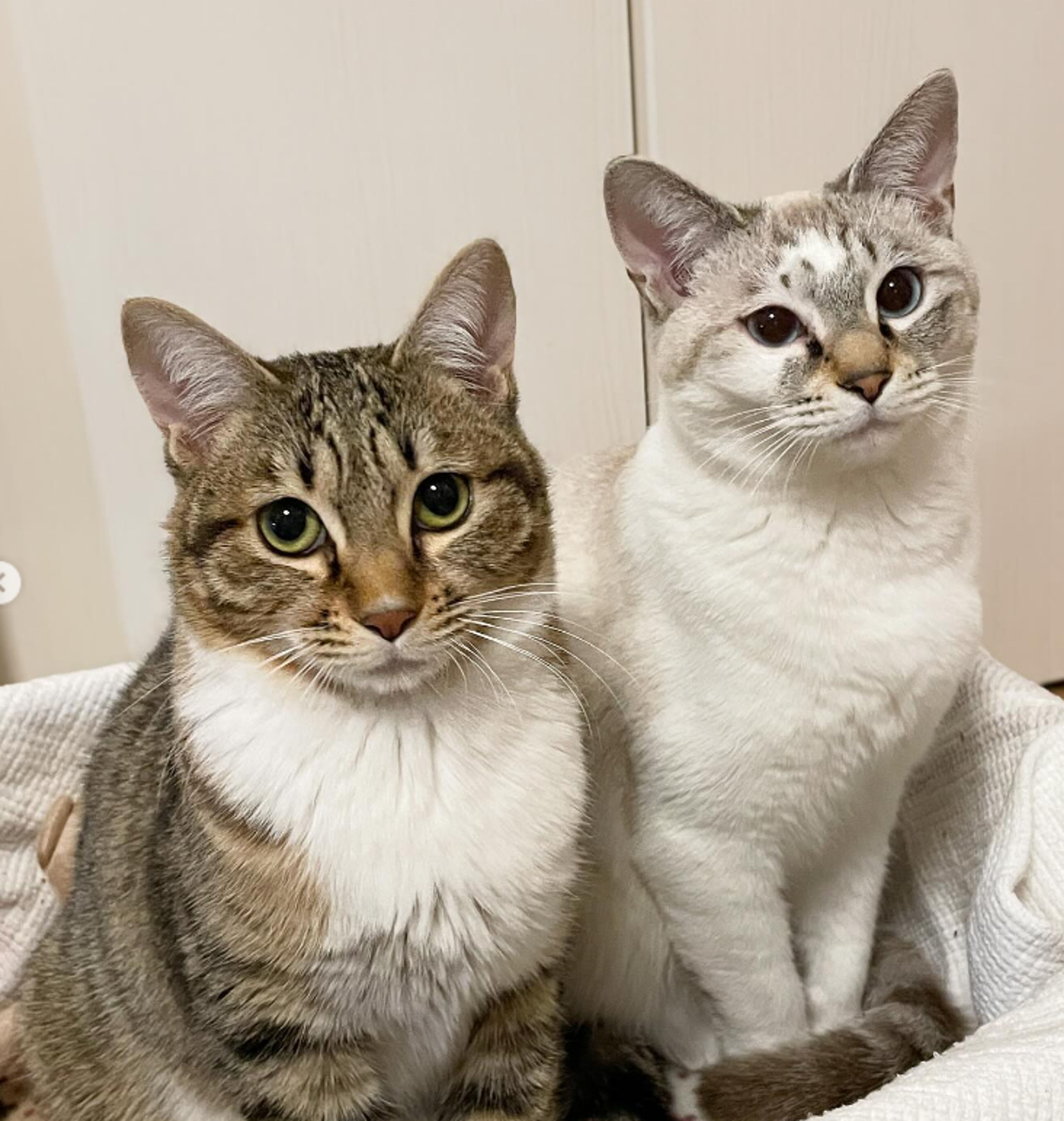 pet-image-4