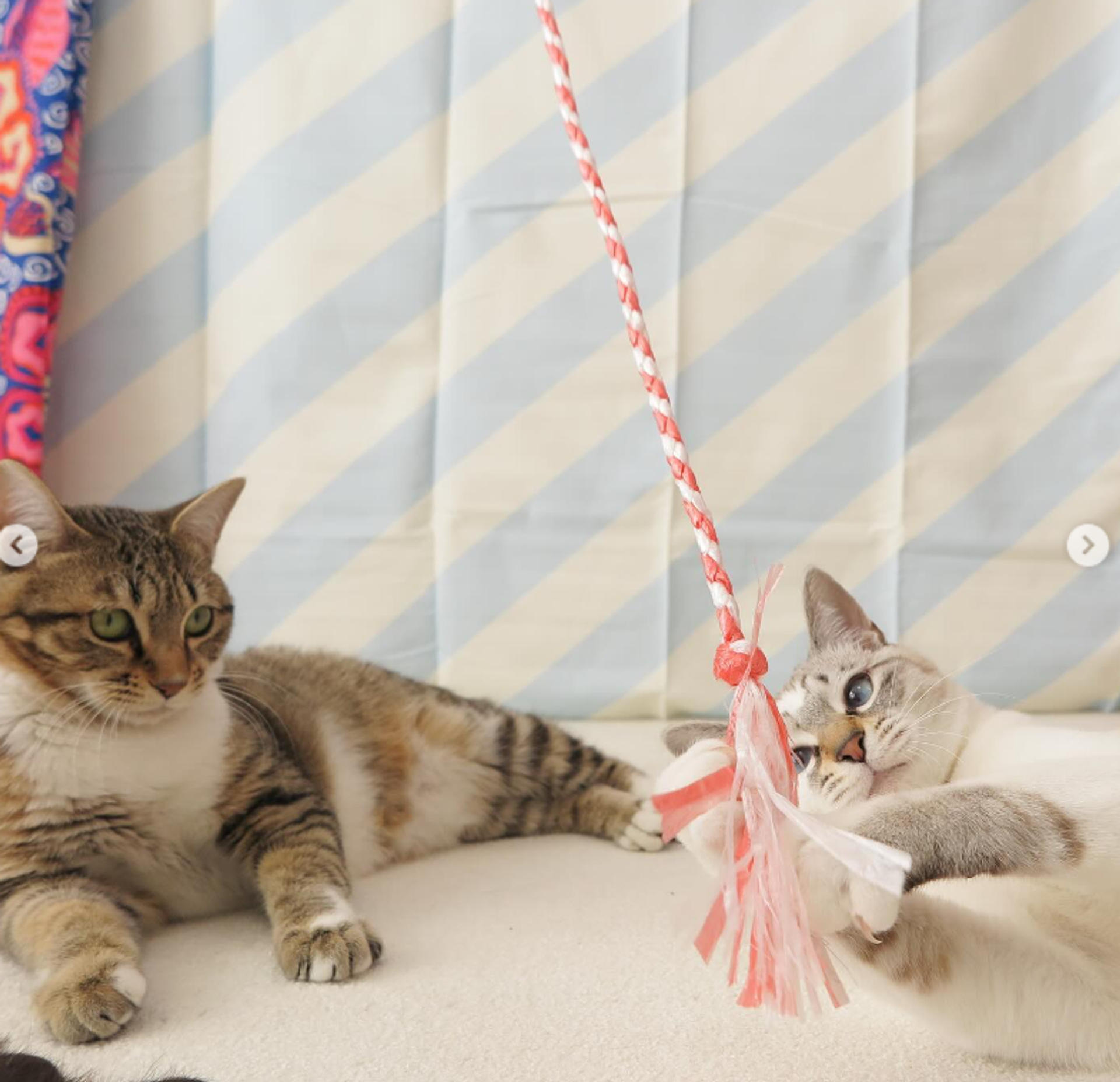 pet-image-5