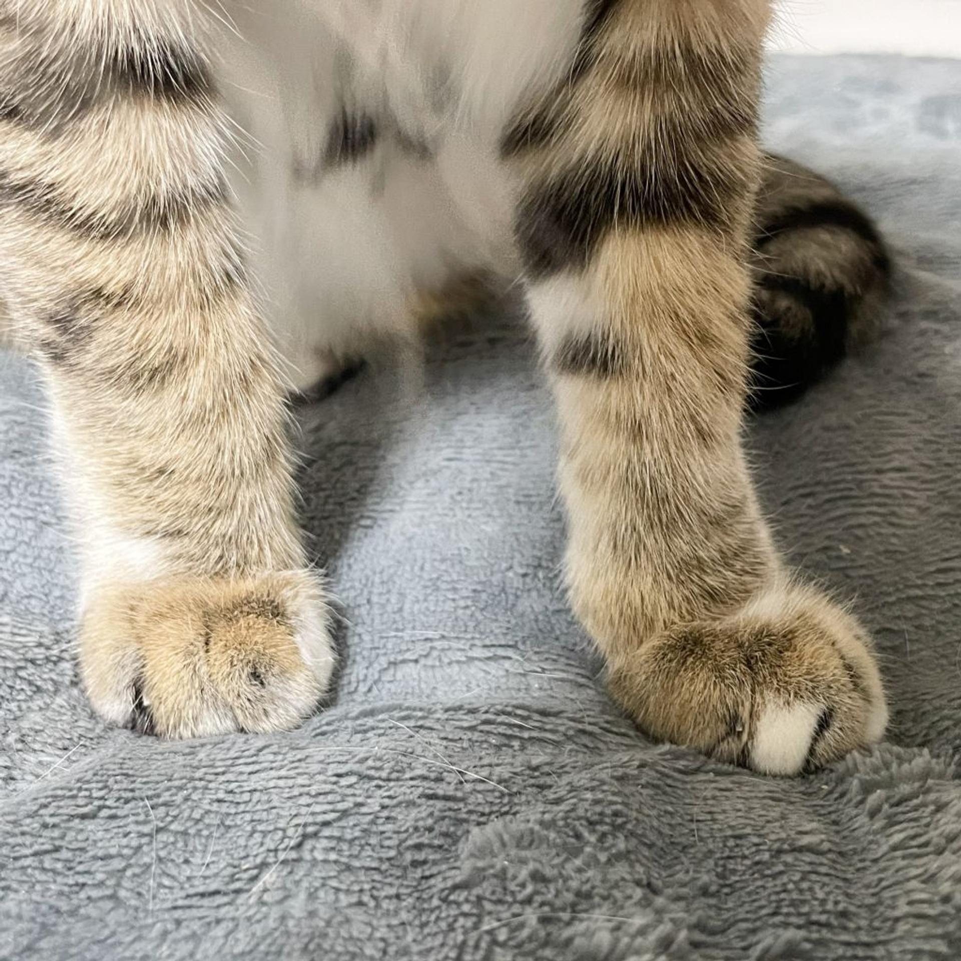 pet-image-6