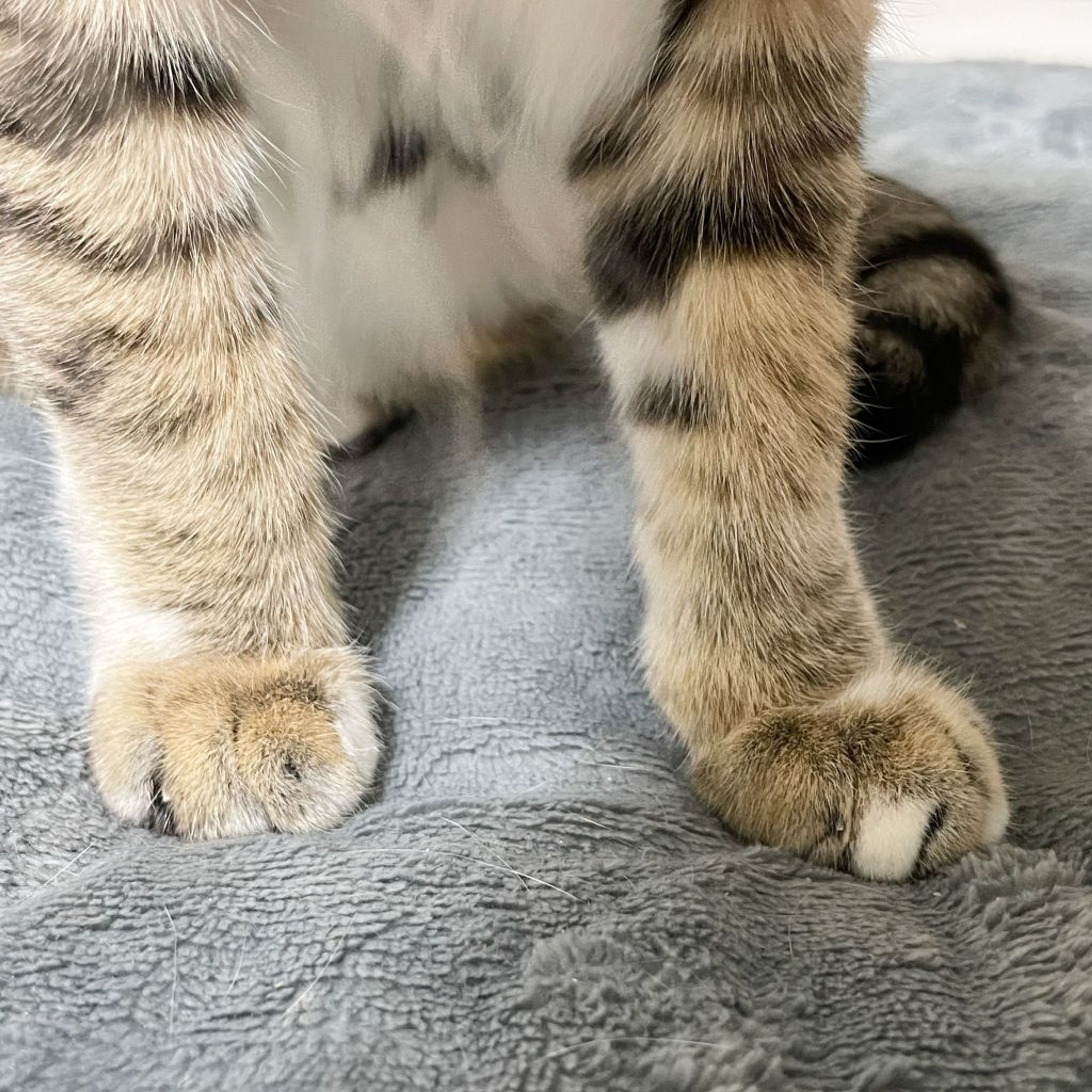 pet-image-6