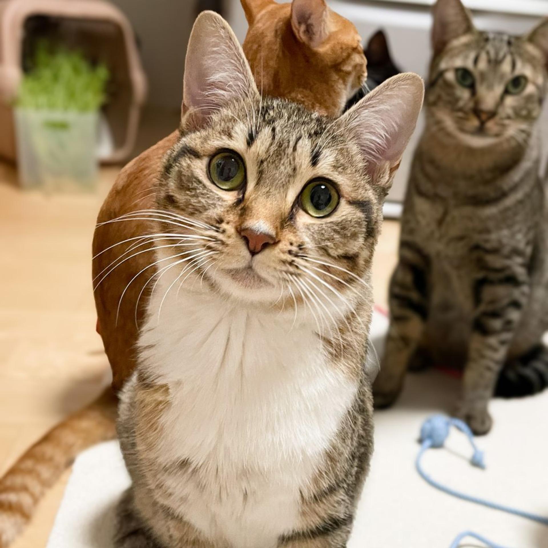 pet-image-7