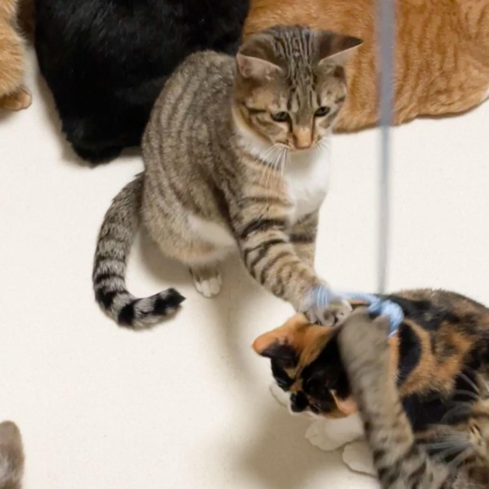 pet-image-8
