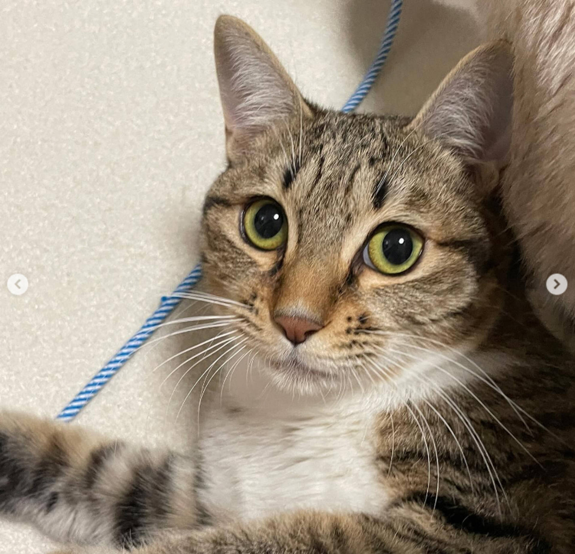 雑種（ミックス猫）・メスの里親募集の写真