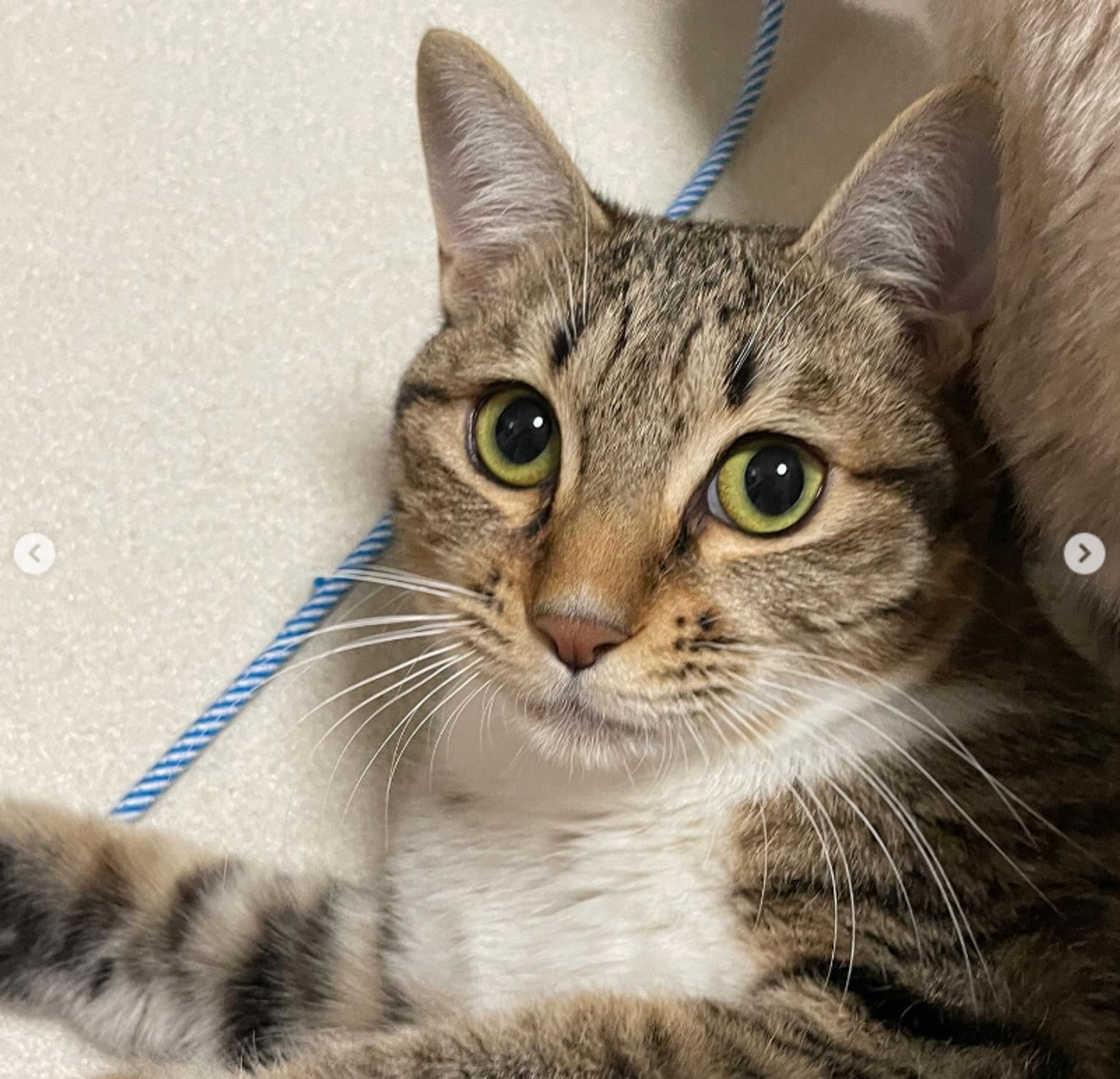 雑種（ミックス猫）・メスの里親募集の写真