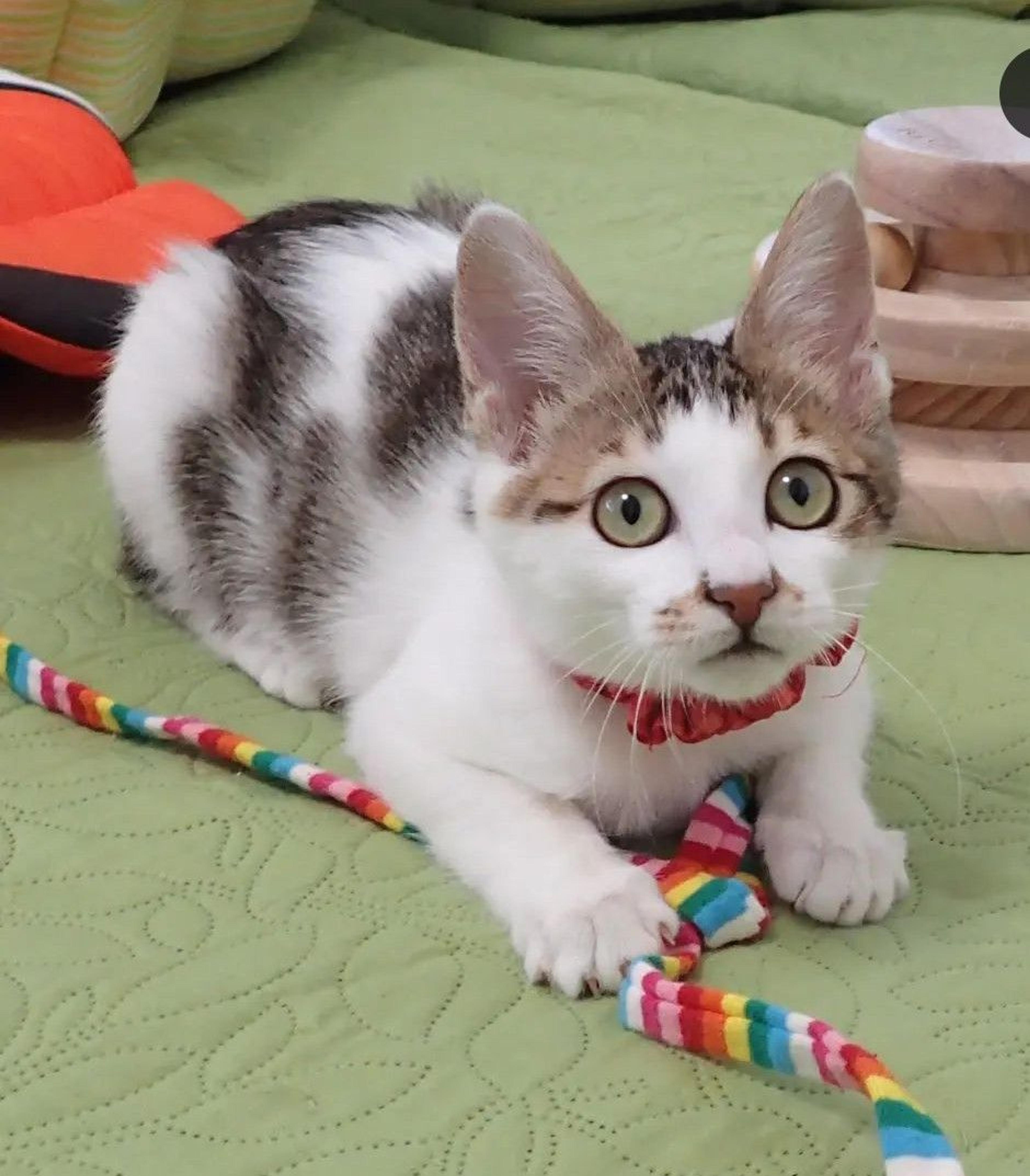 pet-image-3