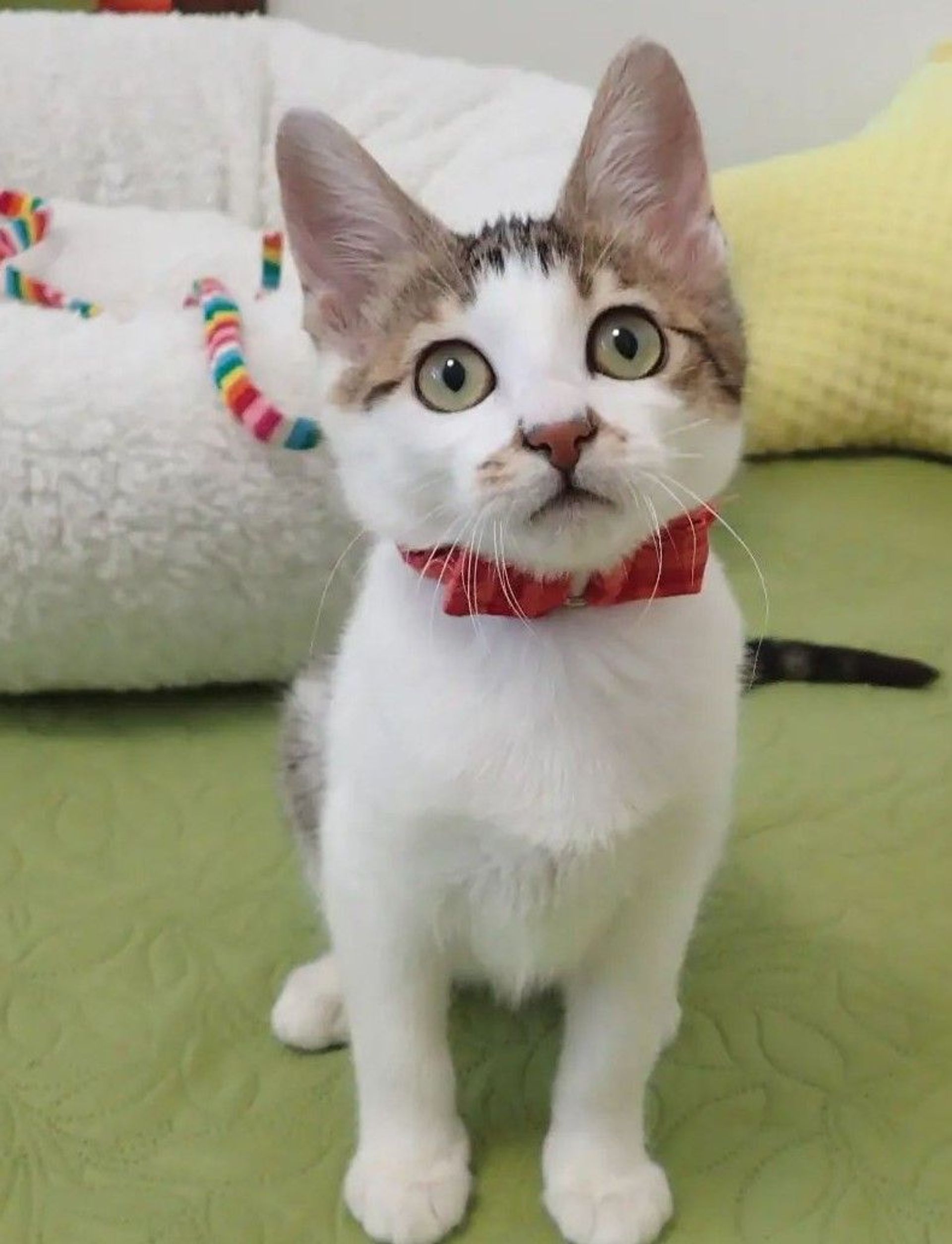 雑種（ミックス猫）・メスの里親募集の写真