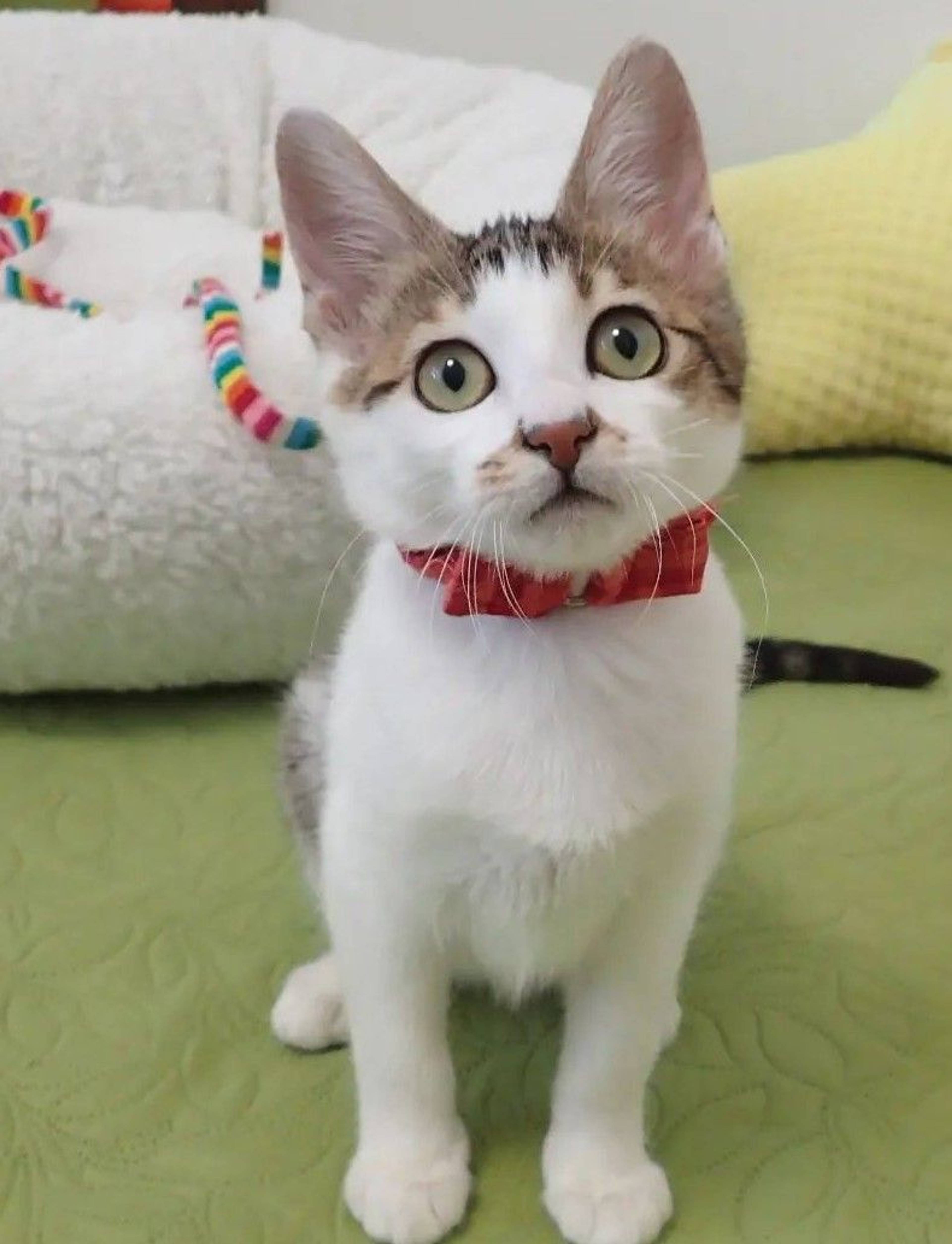 雑種（ミックス猫）・メスの里親募集の写真