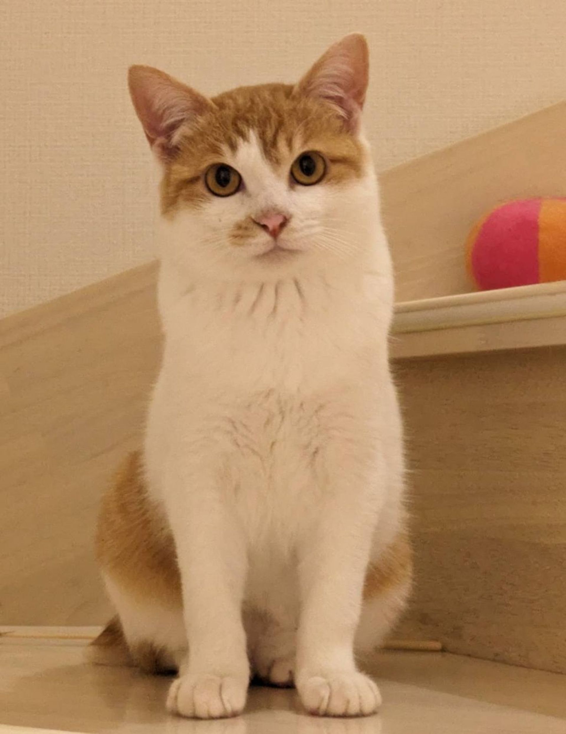雑種（ミックス猫）・オスの里親募集の写真