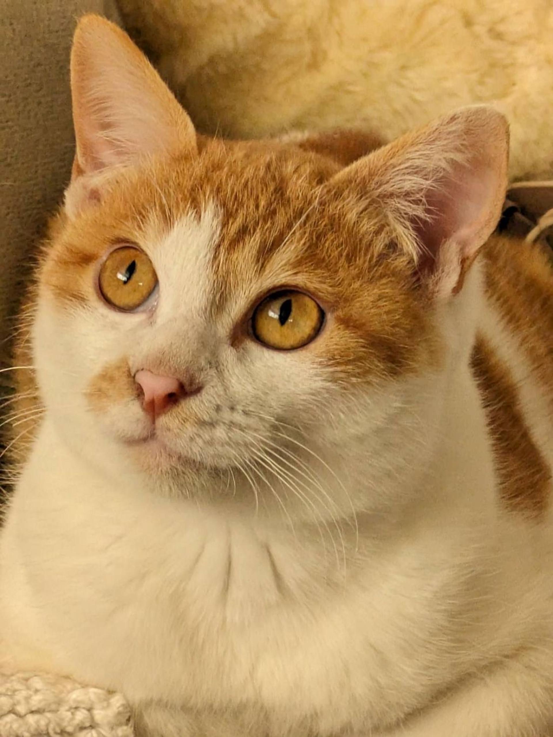 pet-image-2