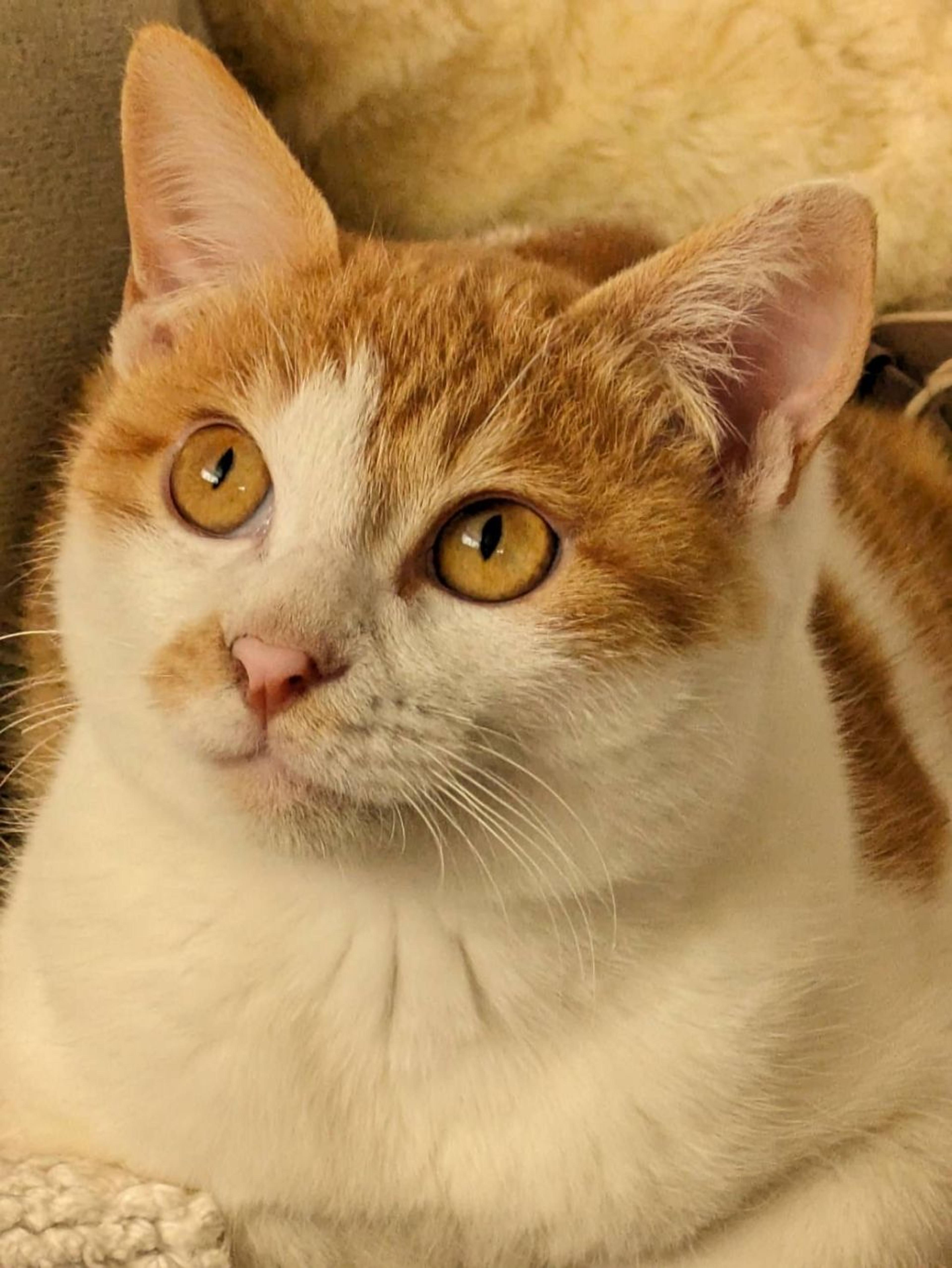 pet-image-2
