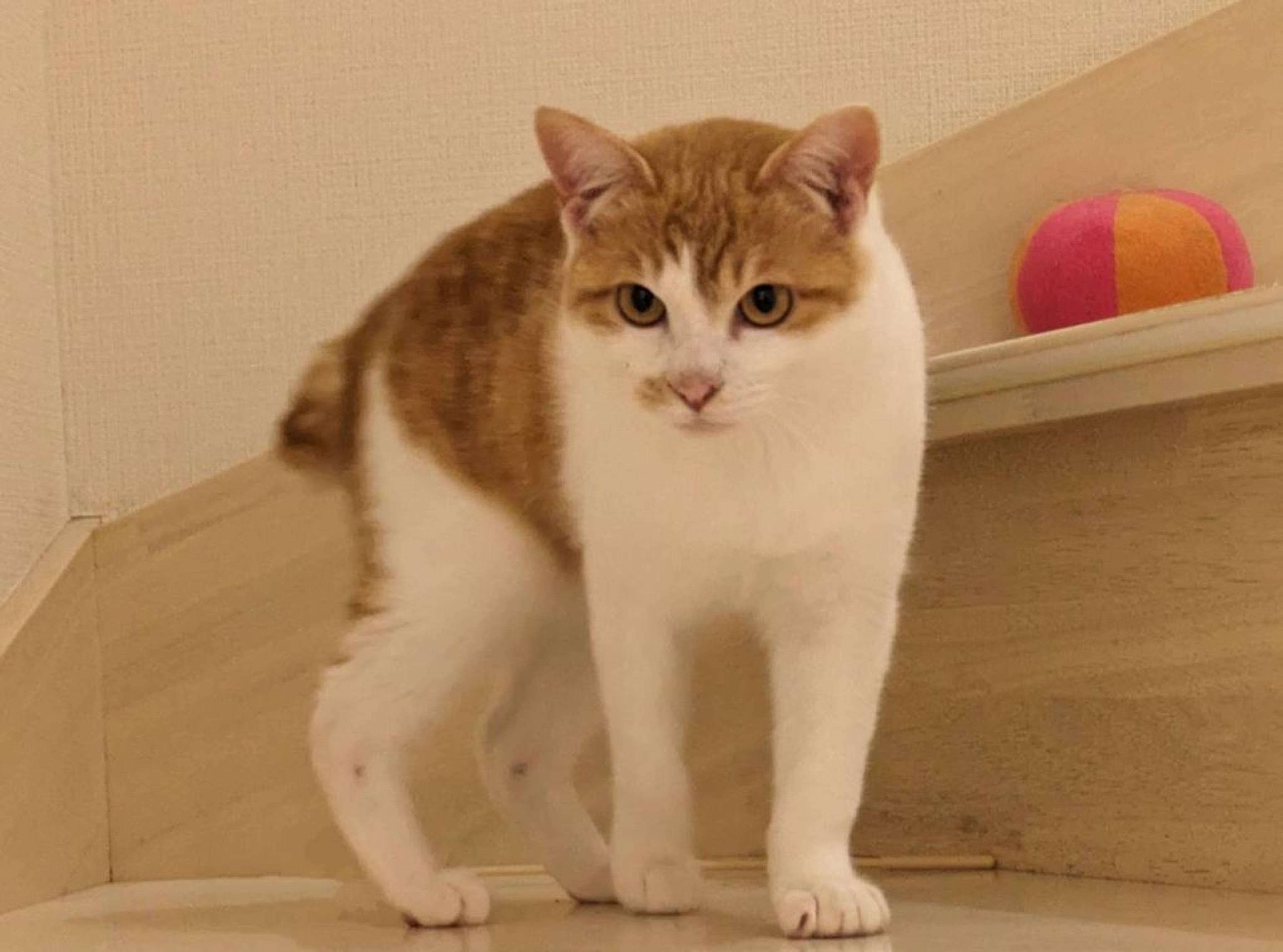 pet-image-3