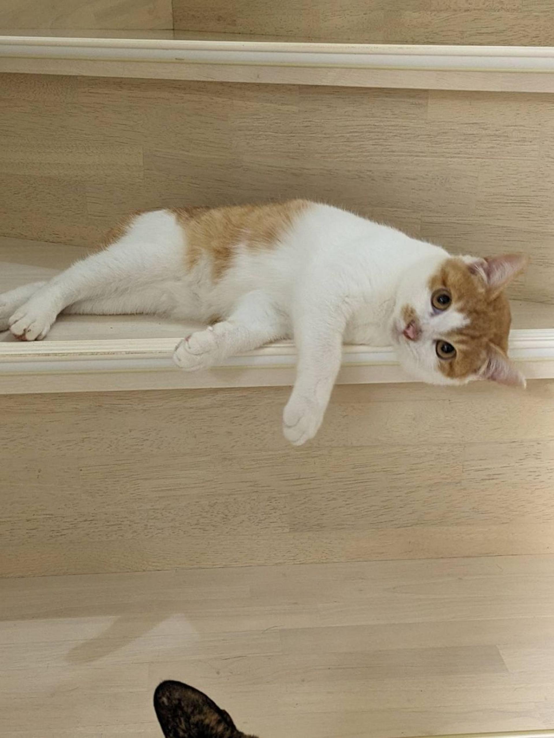 pet-image-4