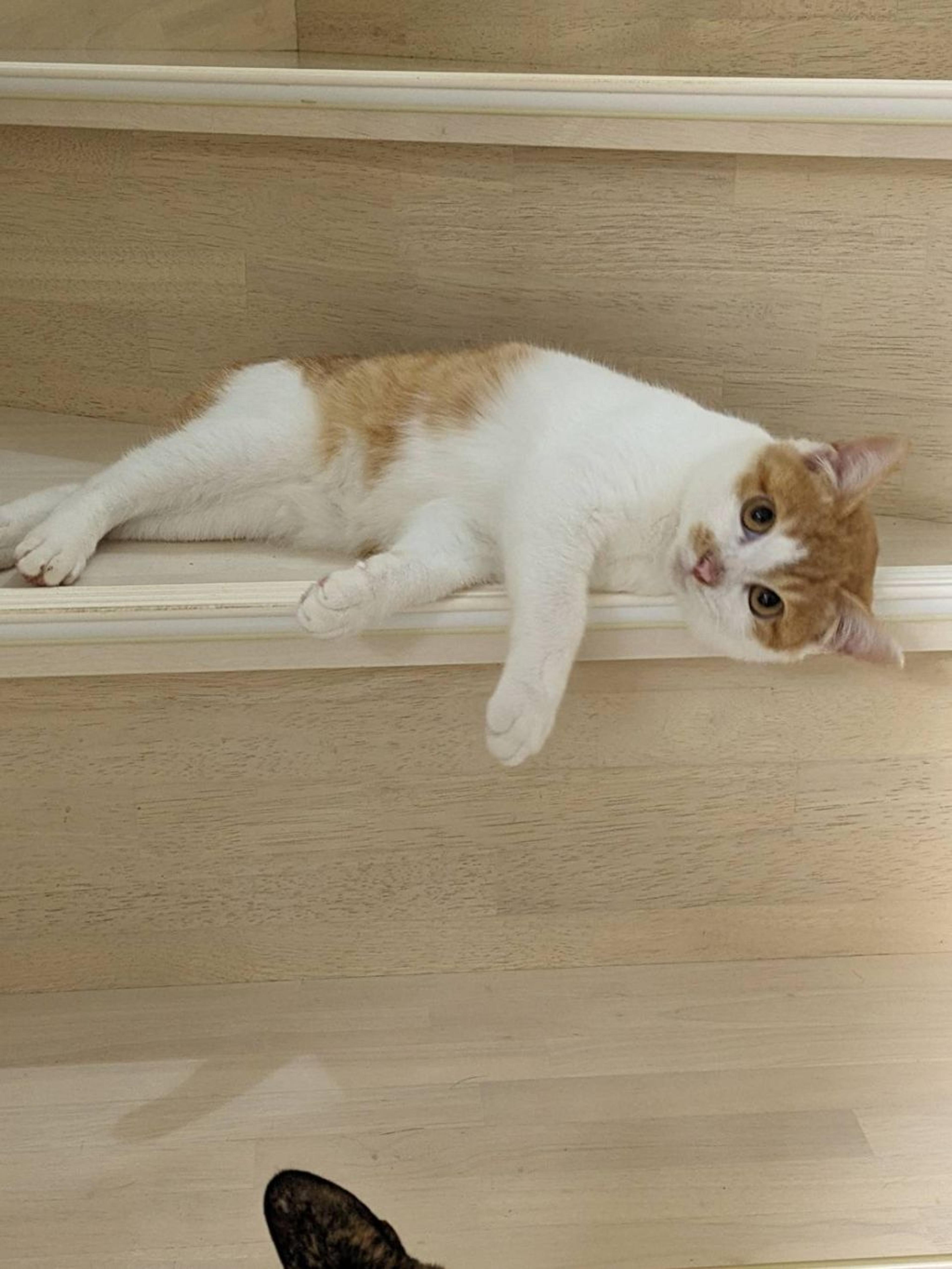 pet-image-4