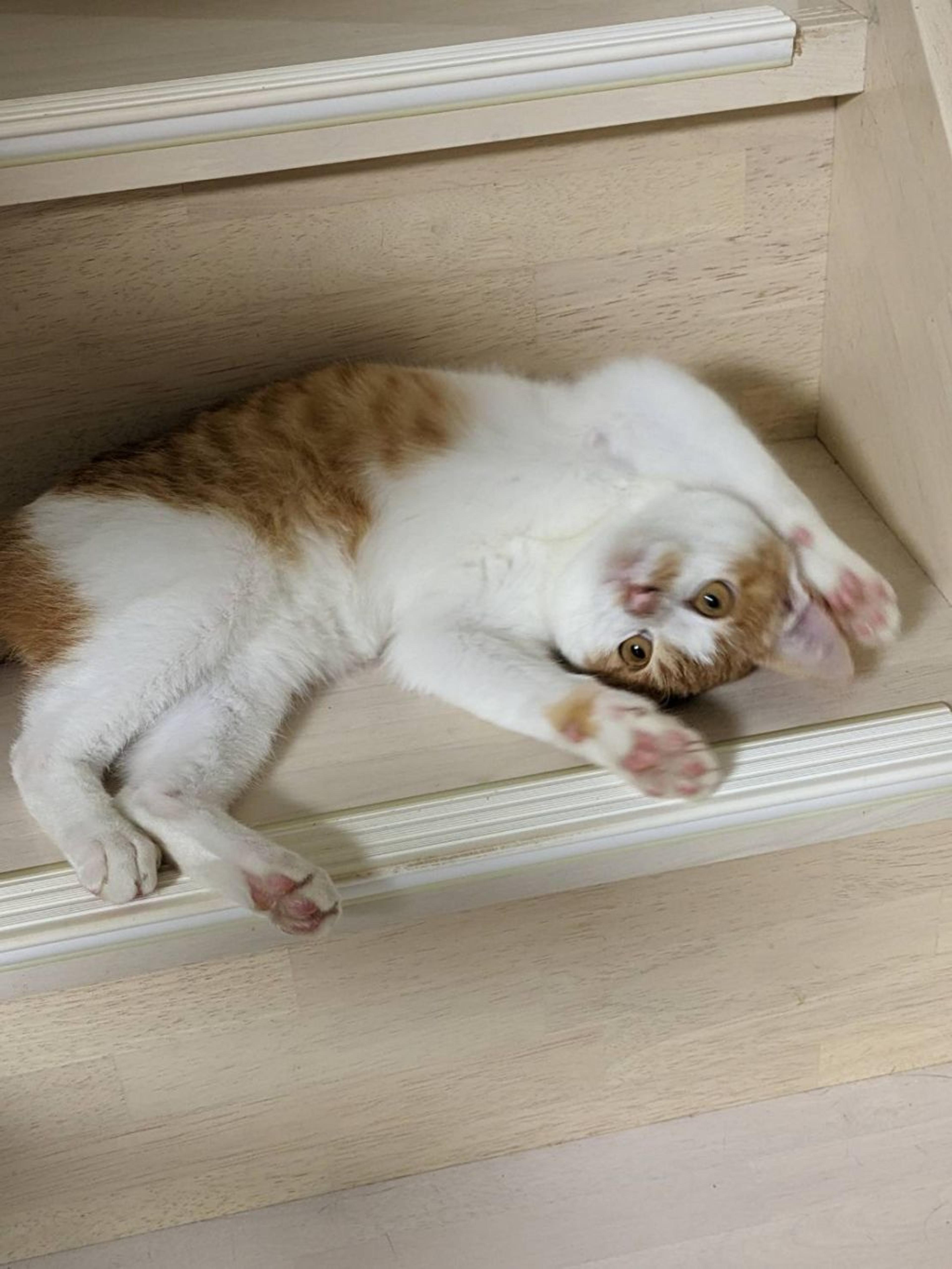 pet-image-5