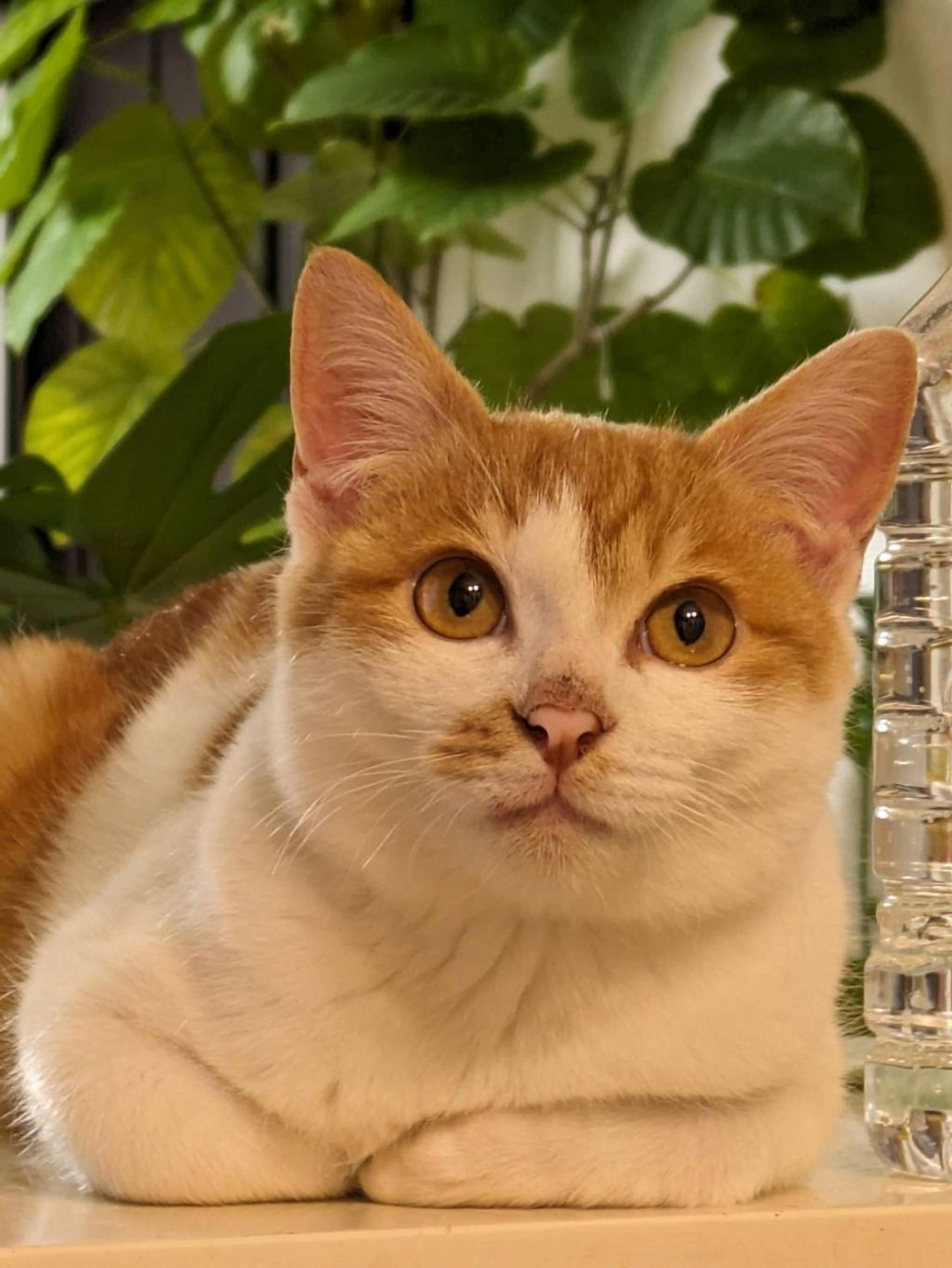 pet-image-6