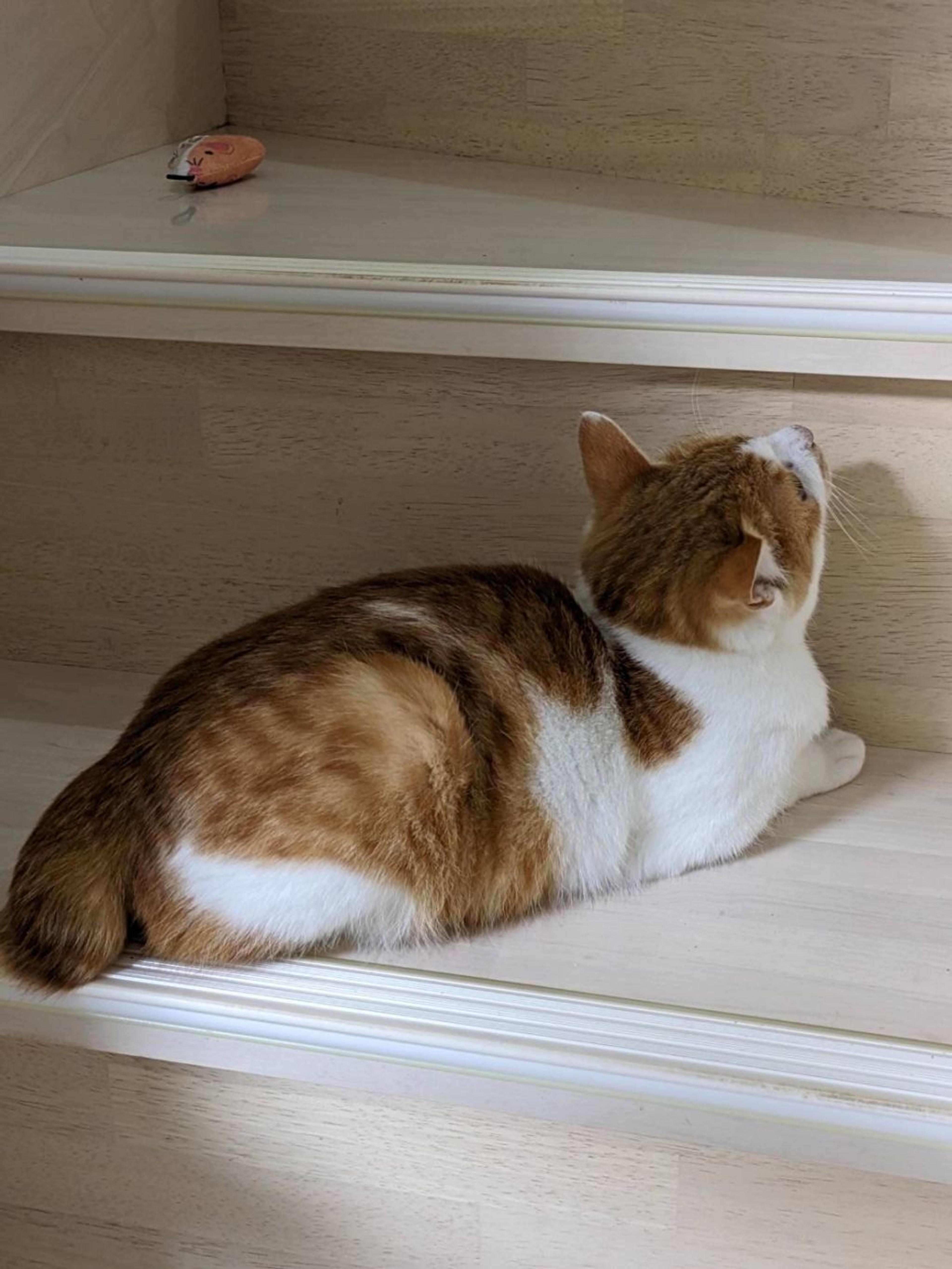 pet-image-7