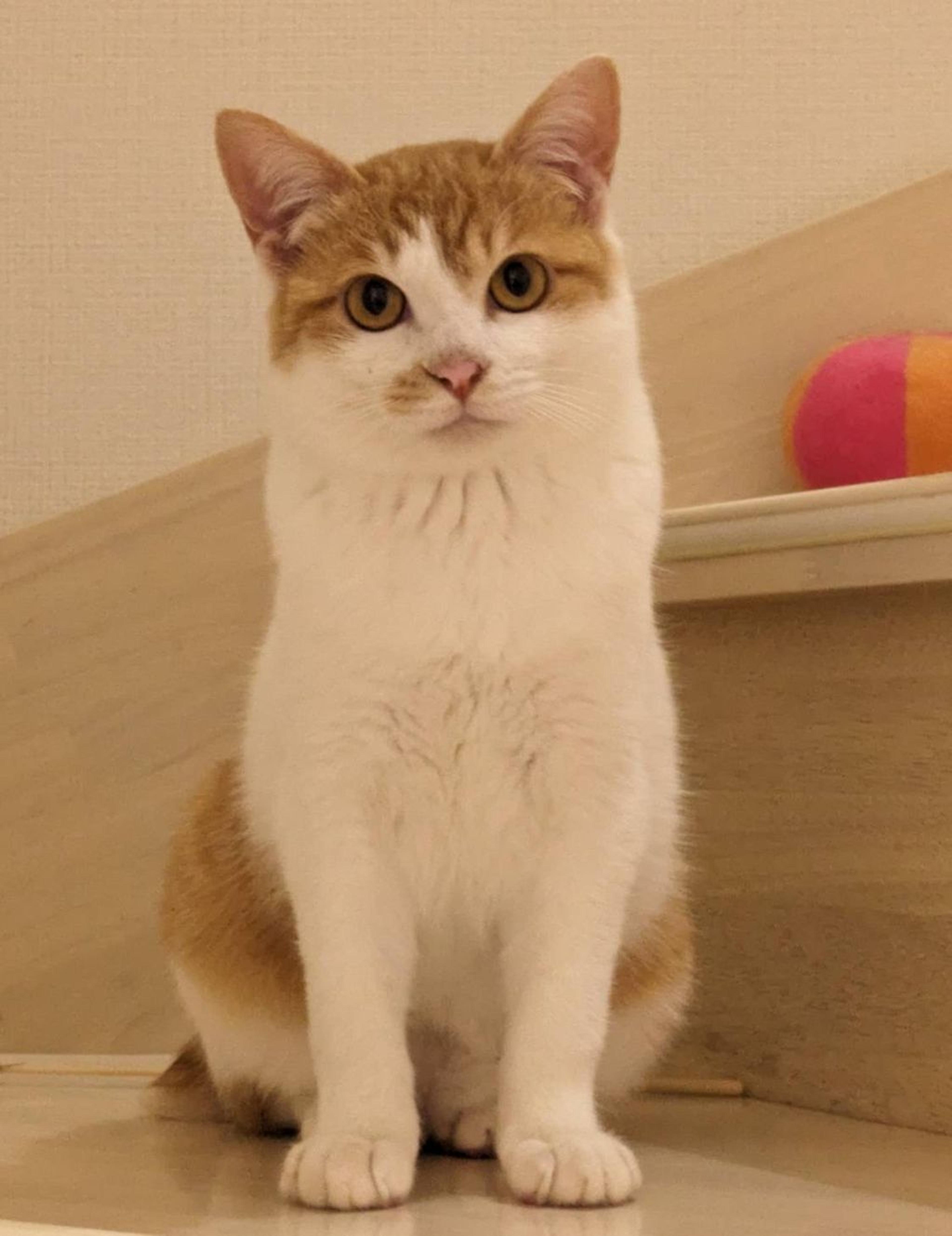 pet-image-8
