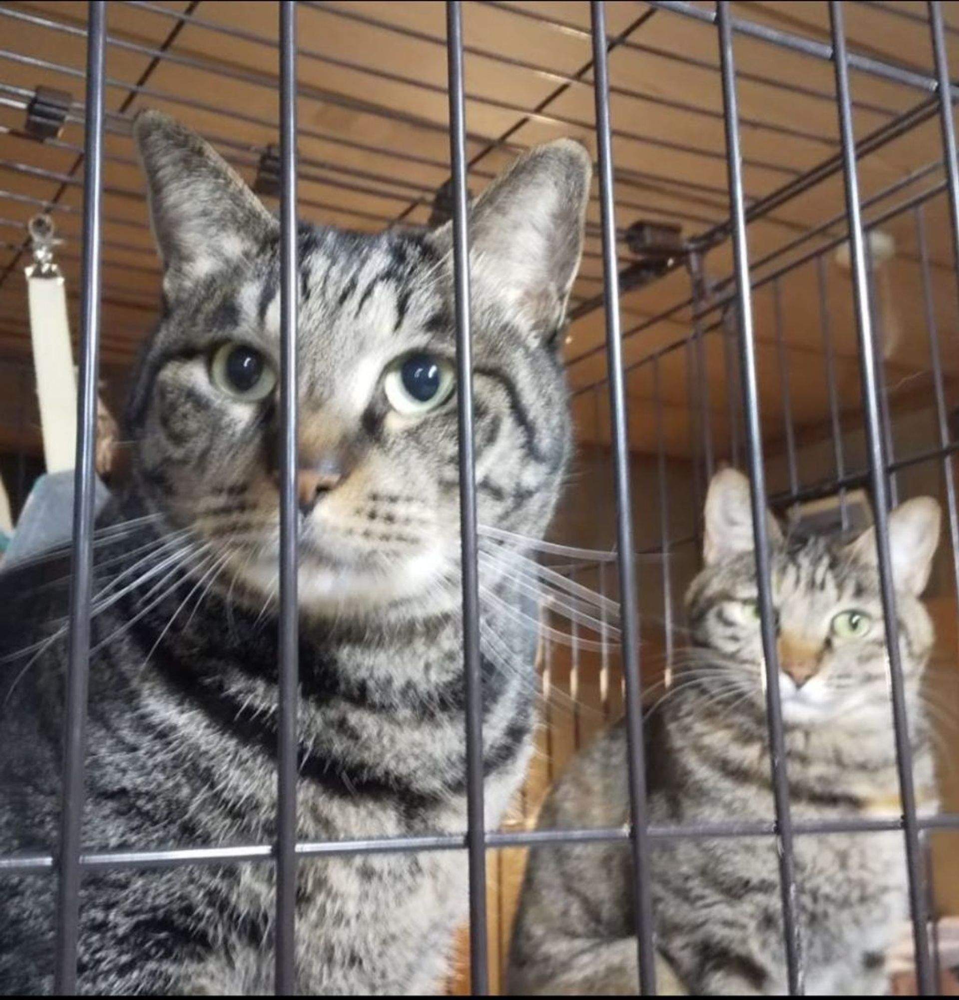 雑種（ミックス猫）・オスの里親募集の写真