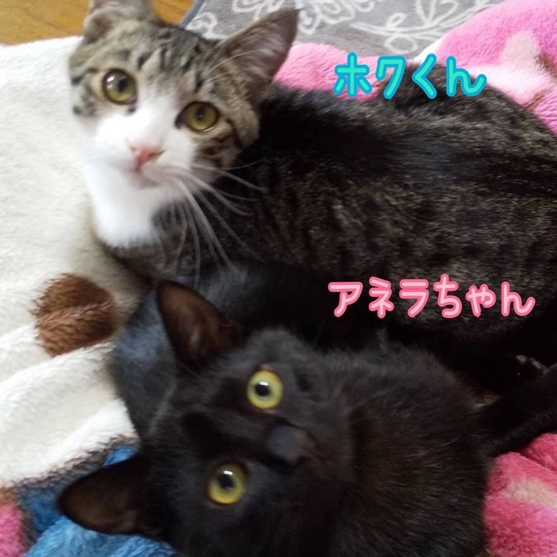 日本猫・メスの里親募集の写真