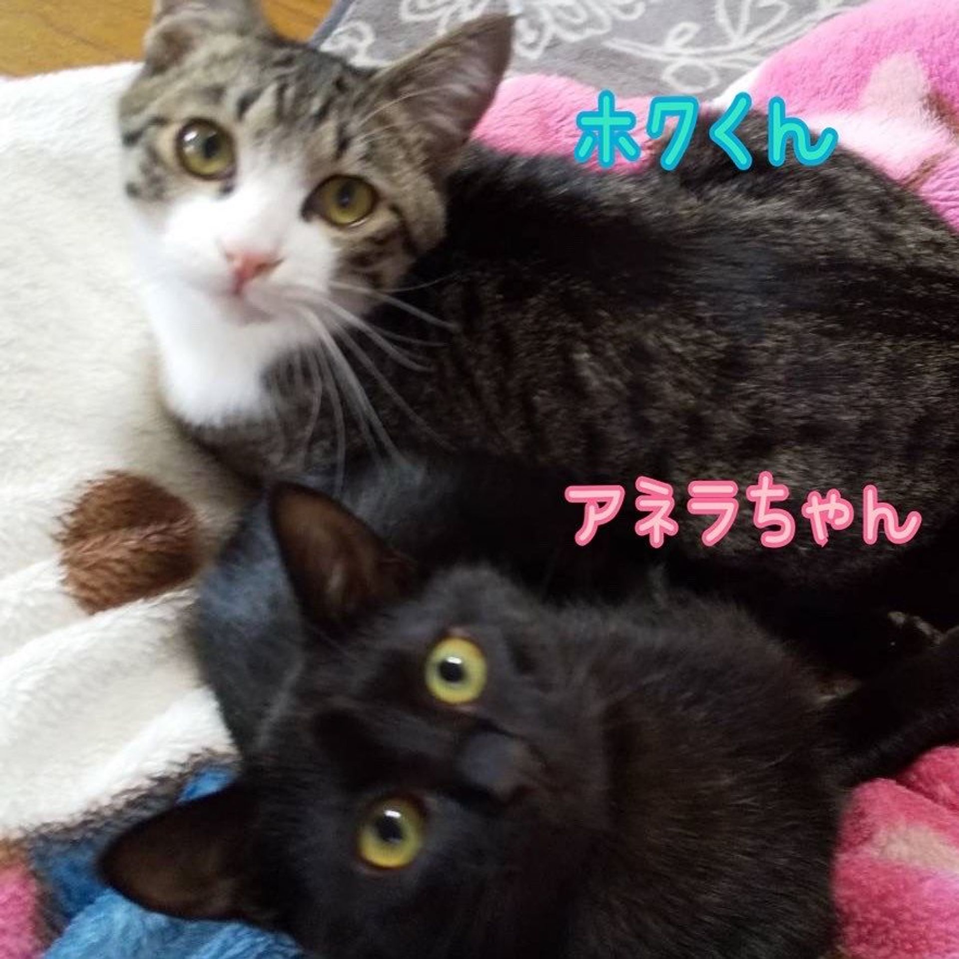 日本猫・メスの里親募集の写真
