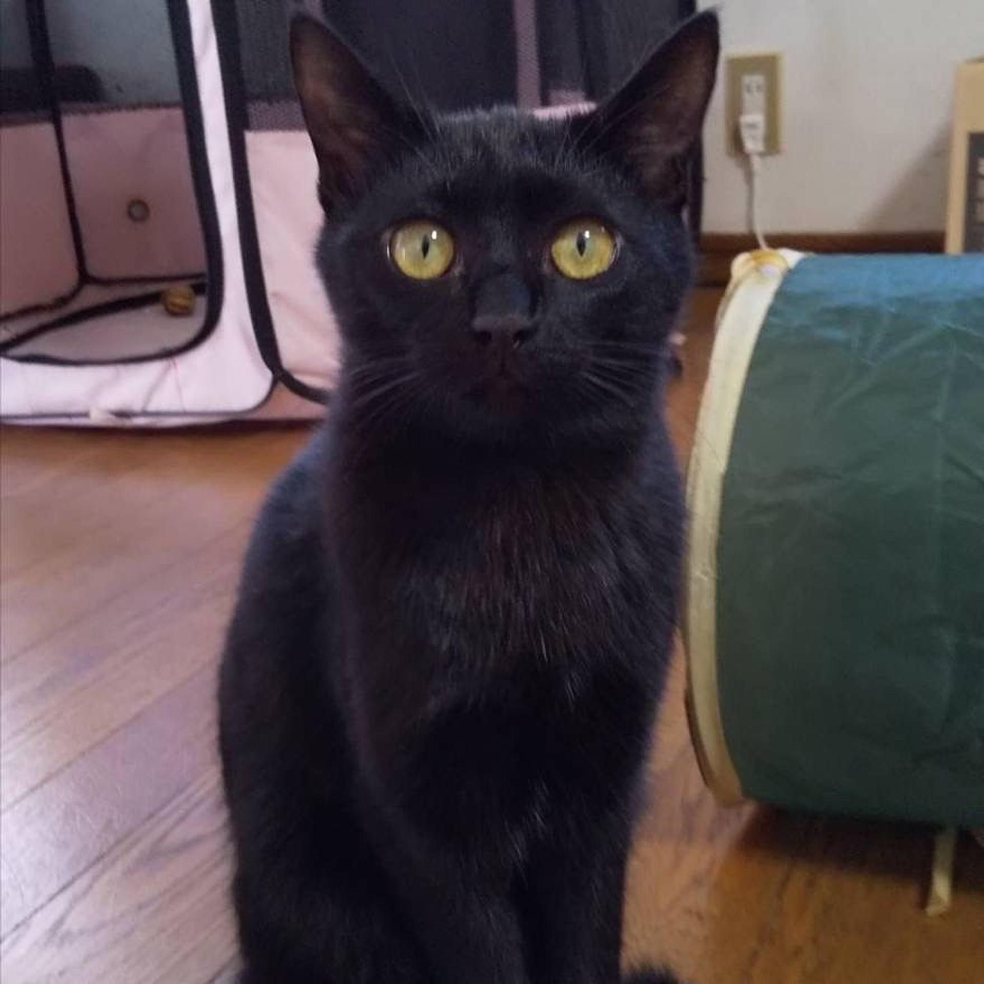pet-image-6